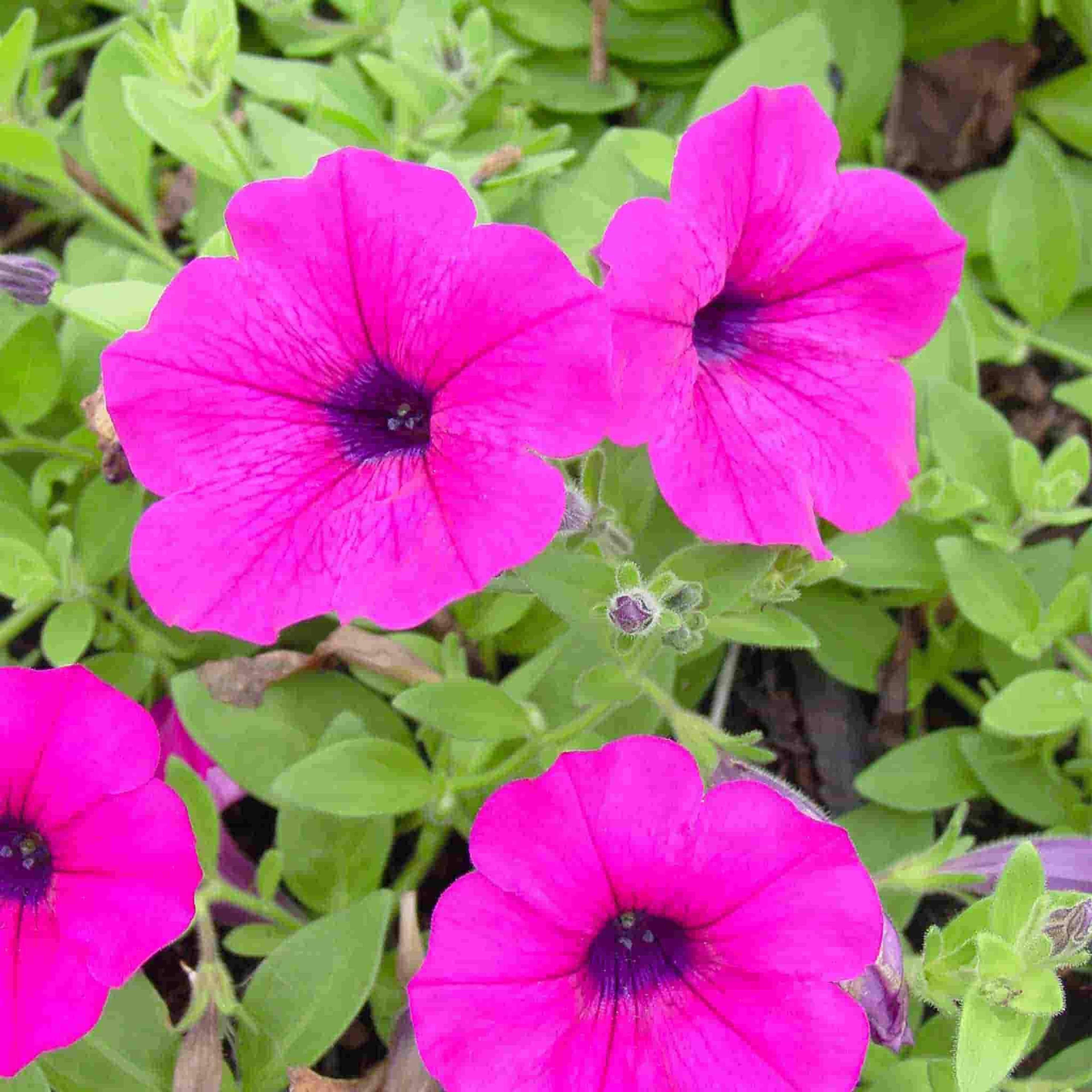 Petunia Seeds, Dwarf Bedding Mixed Colors