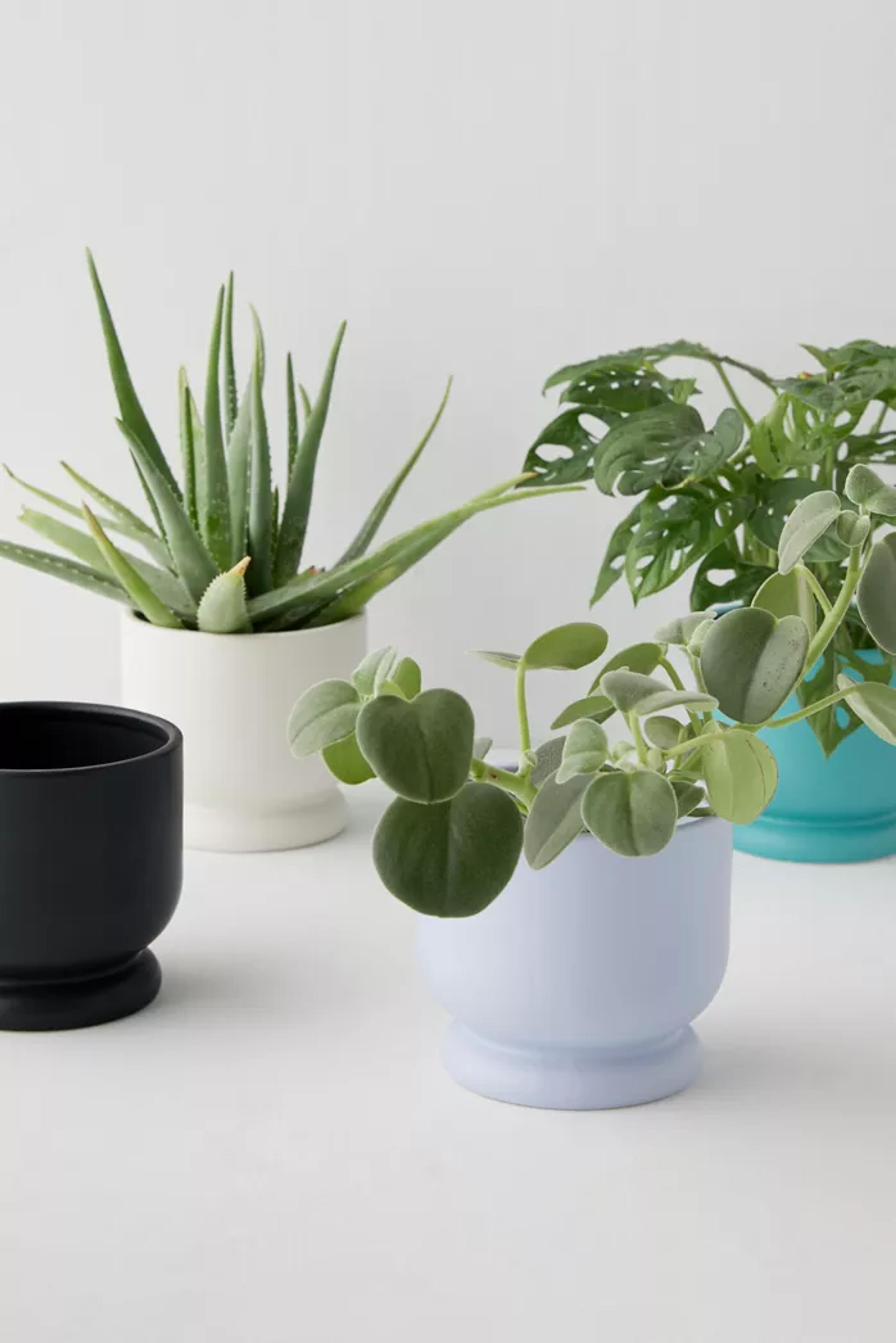 Frankie Planter | Urban Outfitters