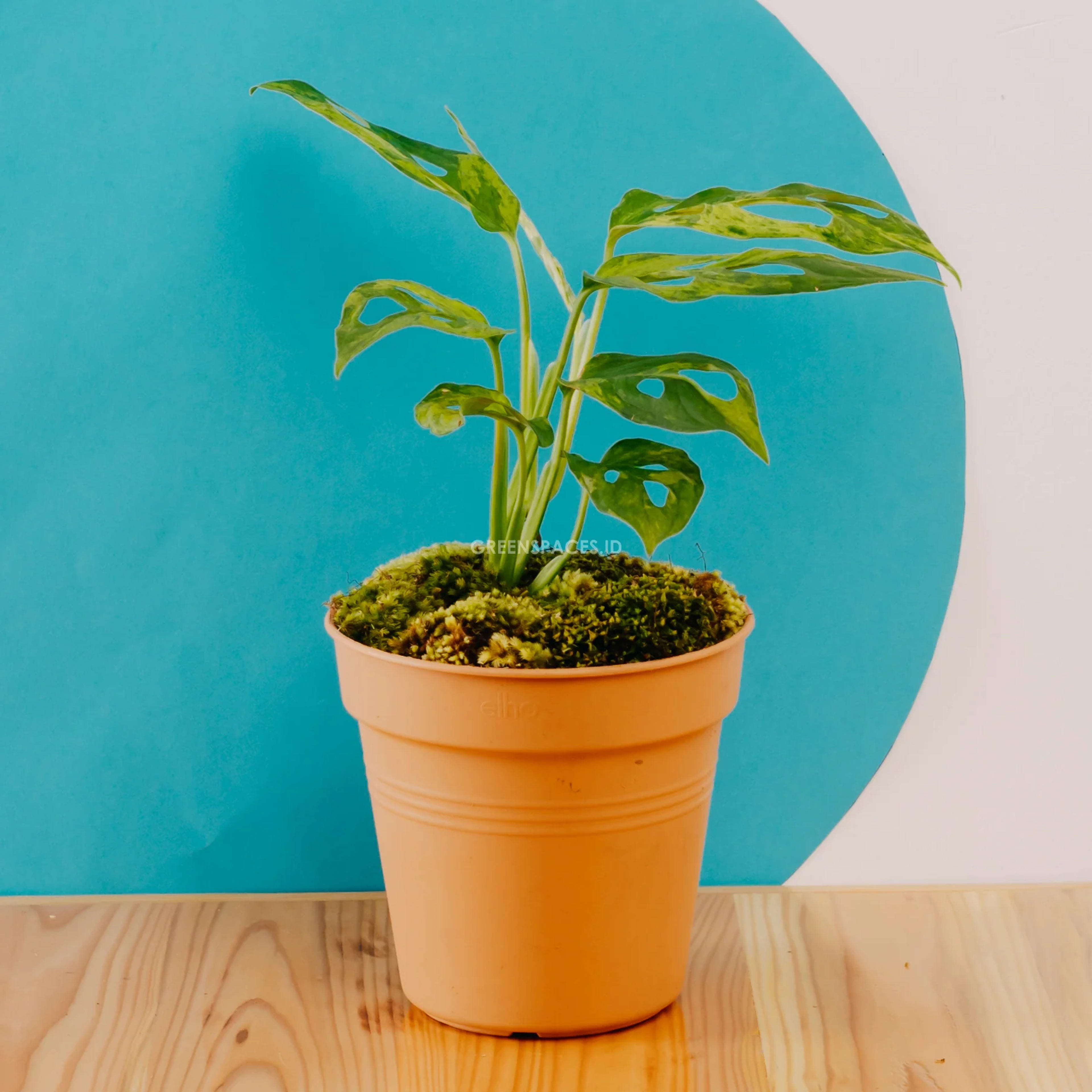 Monstera Adansonii Variegated Indonesia