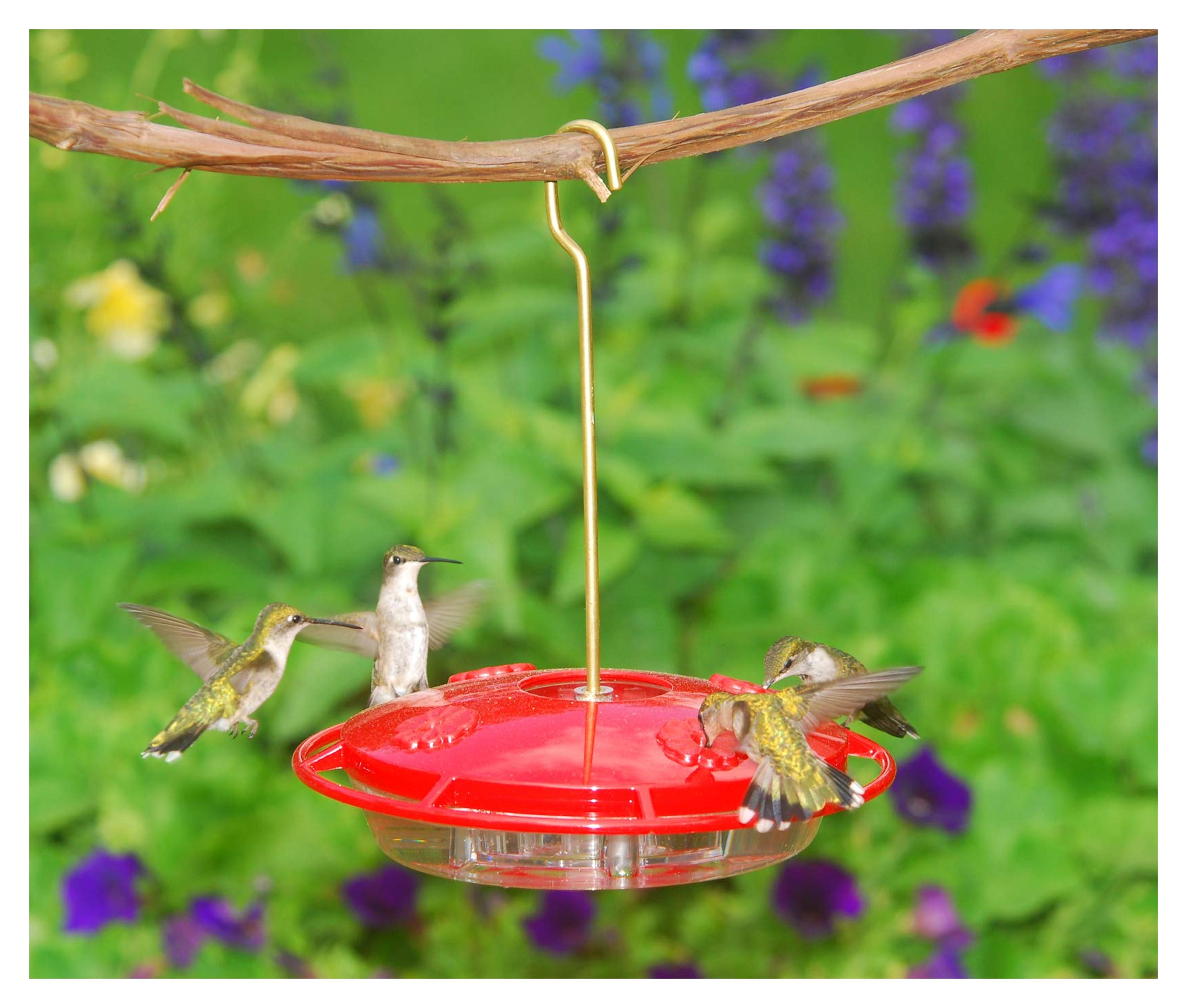 Amazon.com : Aspects 367 Hummzinger Ultra Hummingbird Feeder, 12-Ounce,4 Feeding,Red : Wild Bird Feeders : Patio, Lawn & Garden
