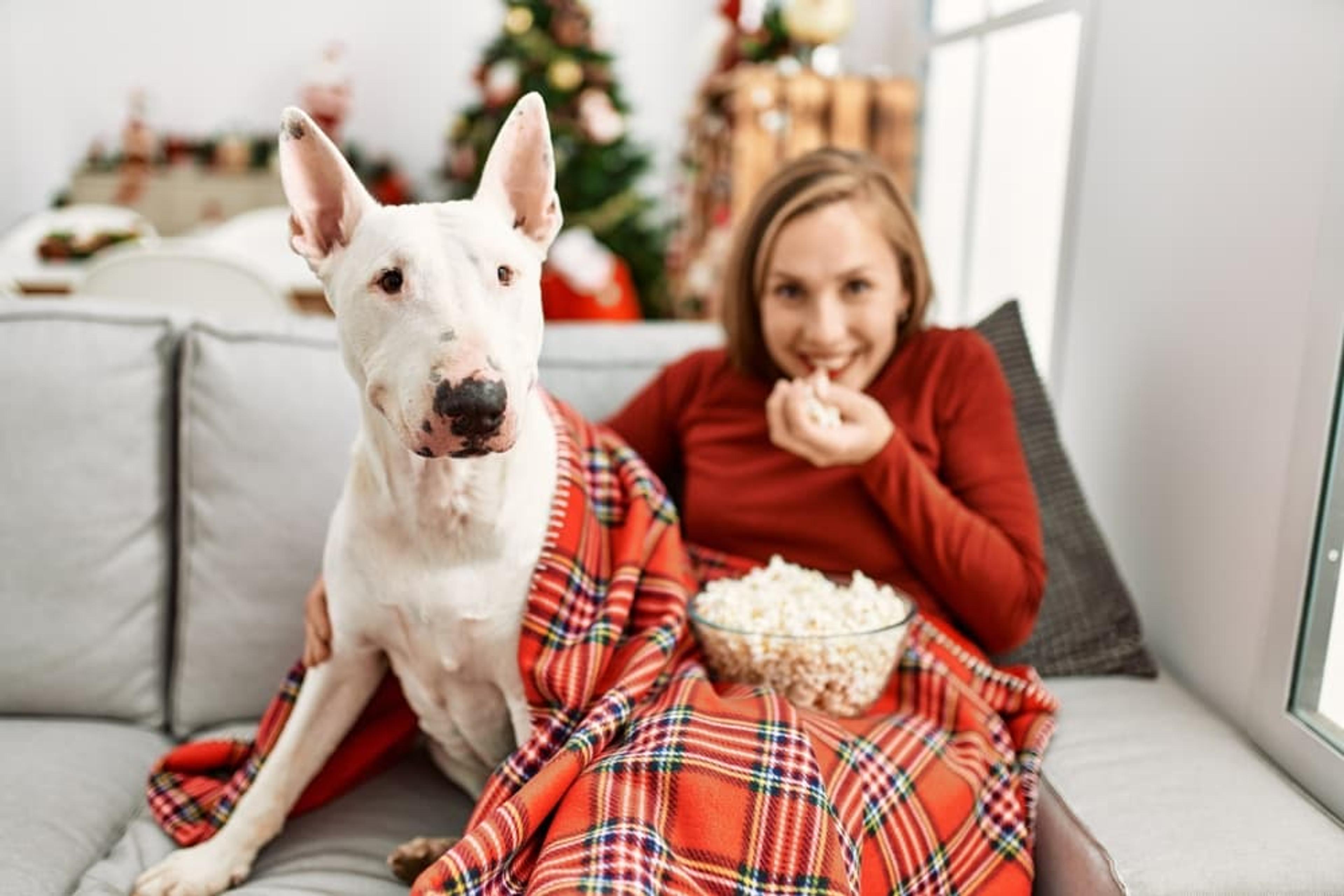 Holiday Movie Dog Quiz