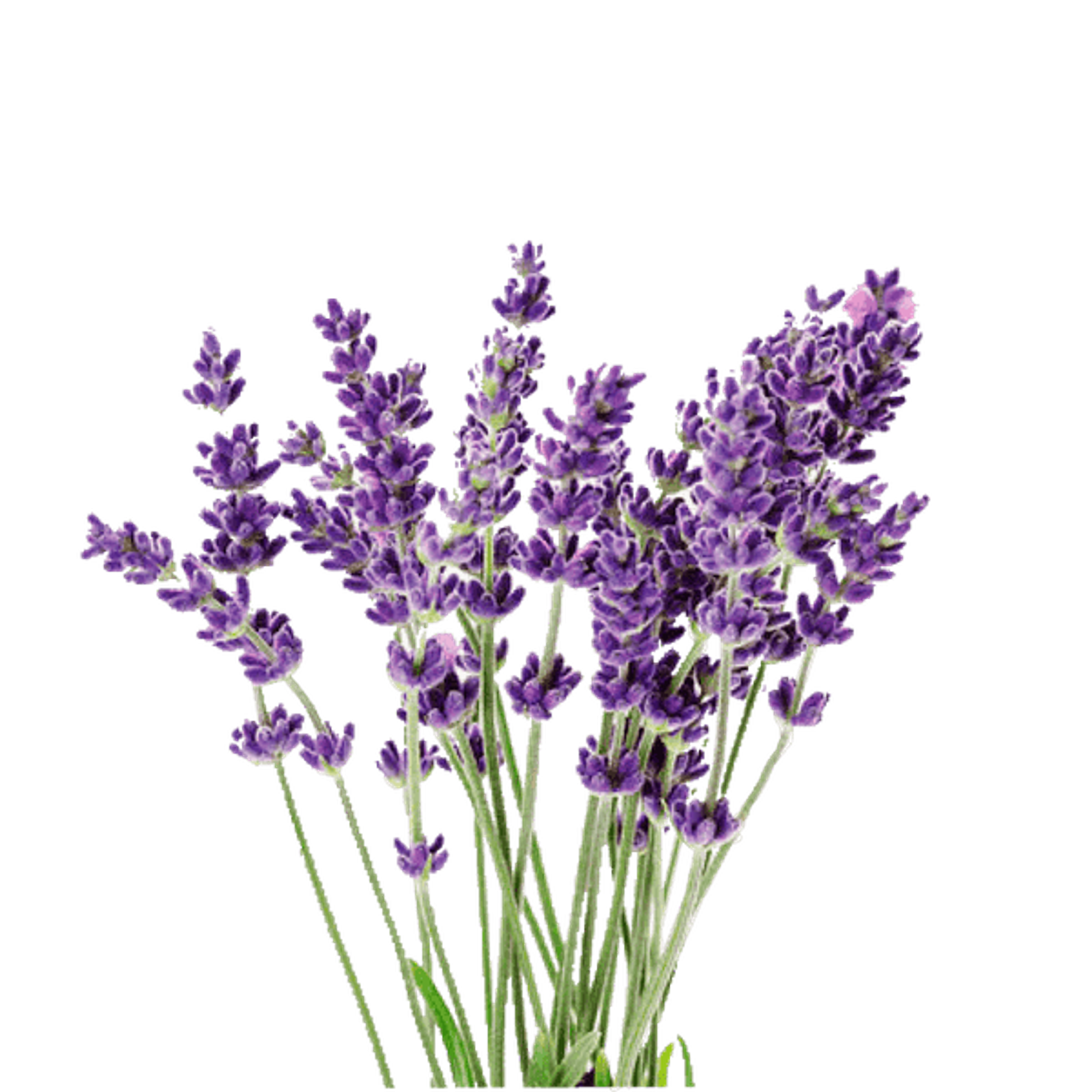 Lavendar Vicenza Seeds for Indoor Herb Garden | Rise Gardens