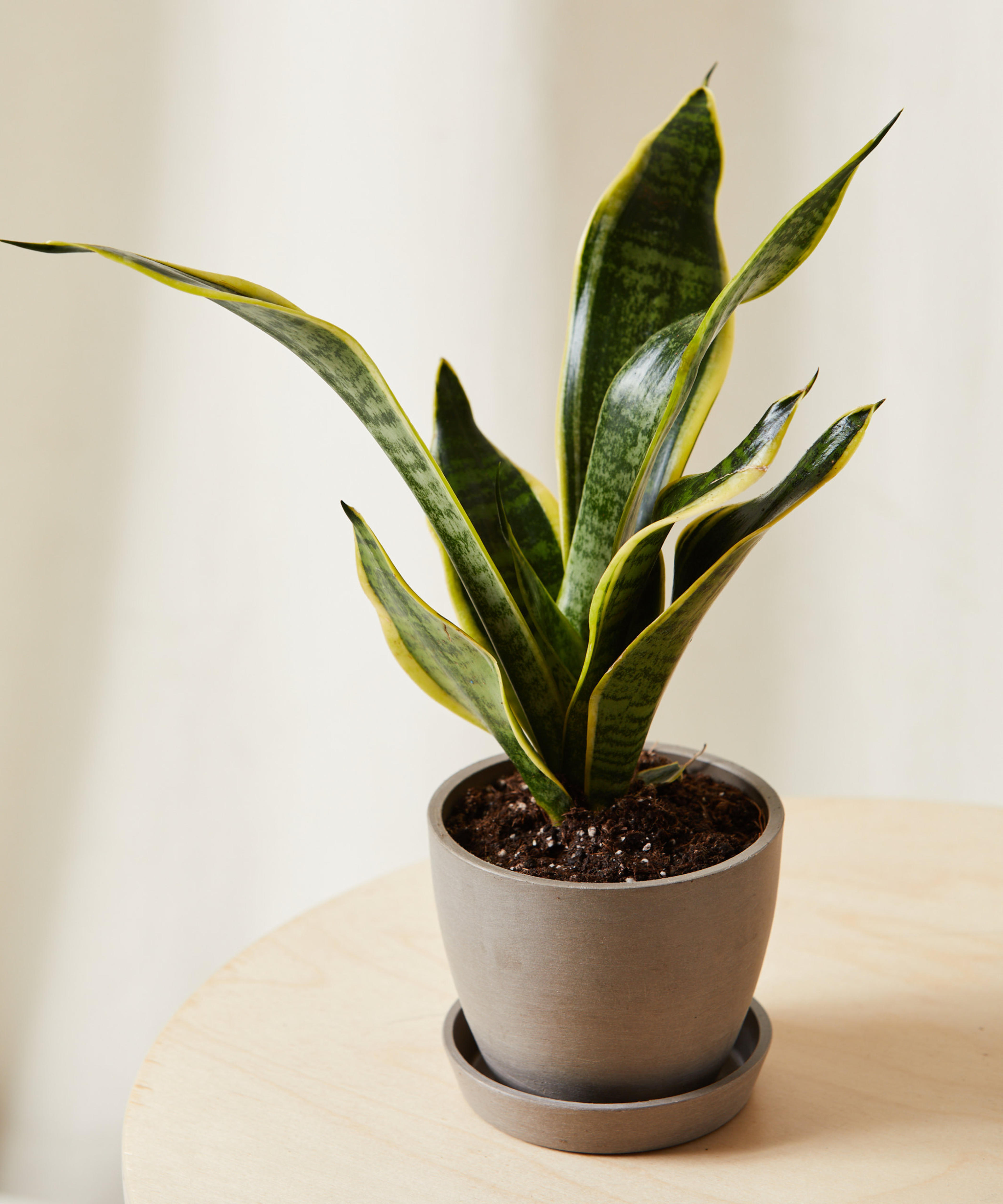 Buy Potted Snake Plant Indoor Plant