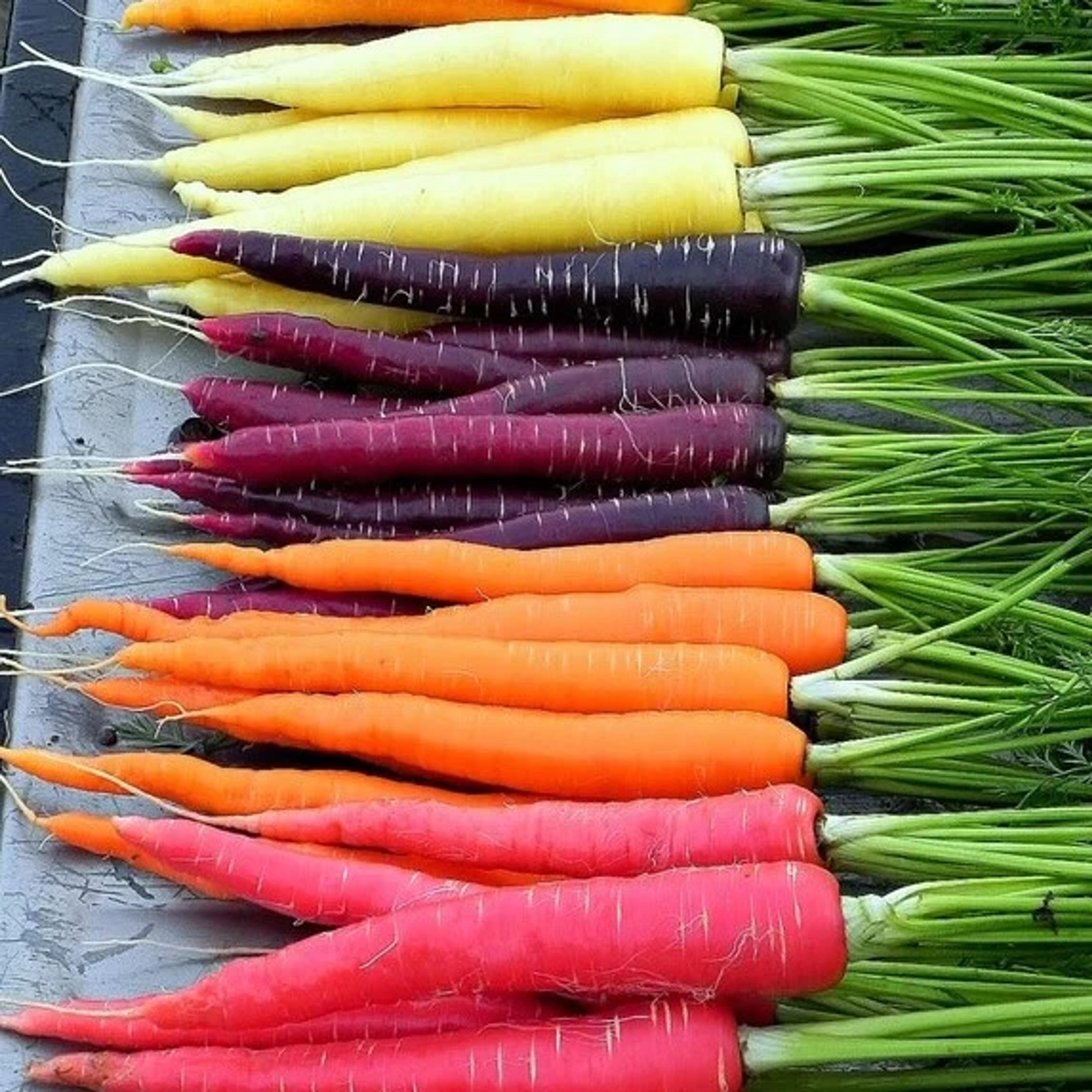 Carrot Seeds - Rainbow Blend | Vegetable Seeds in Packets & Bulk | Eden Brothers