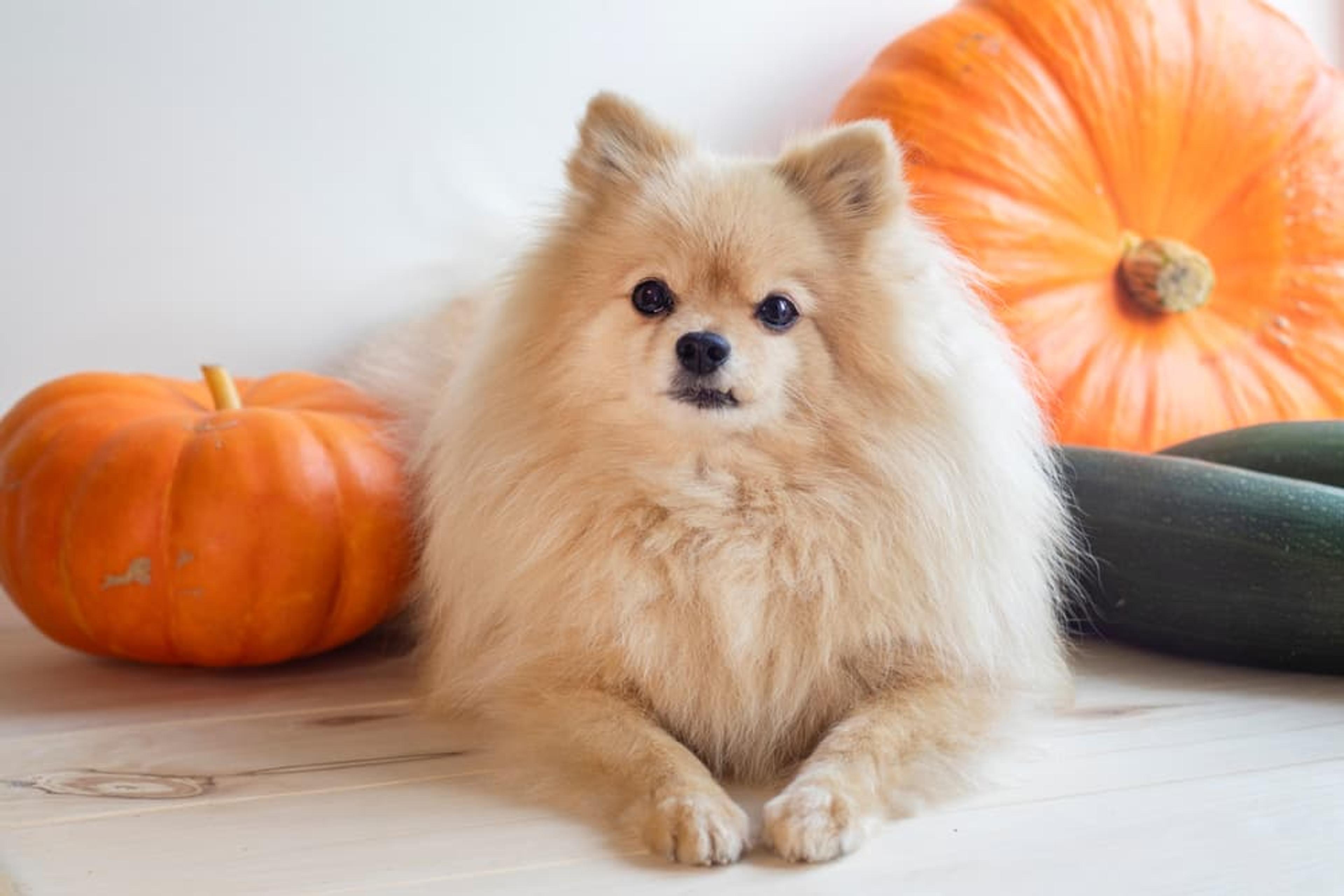 Canned Pumpkin for Dogs: 9 Ways to Use It | Great Pet Care