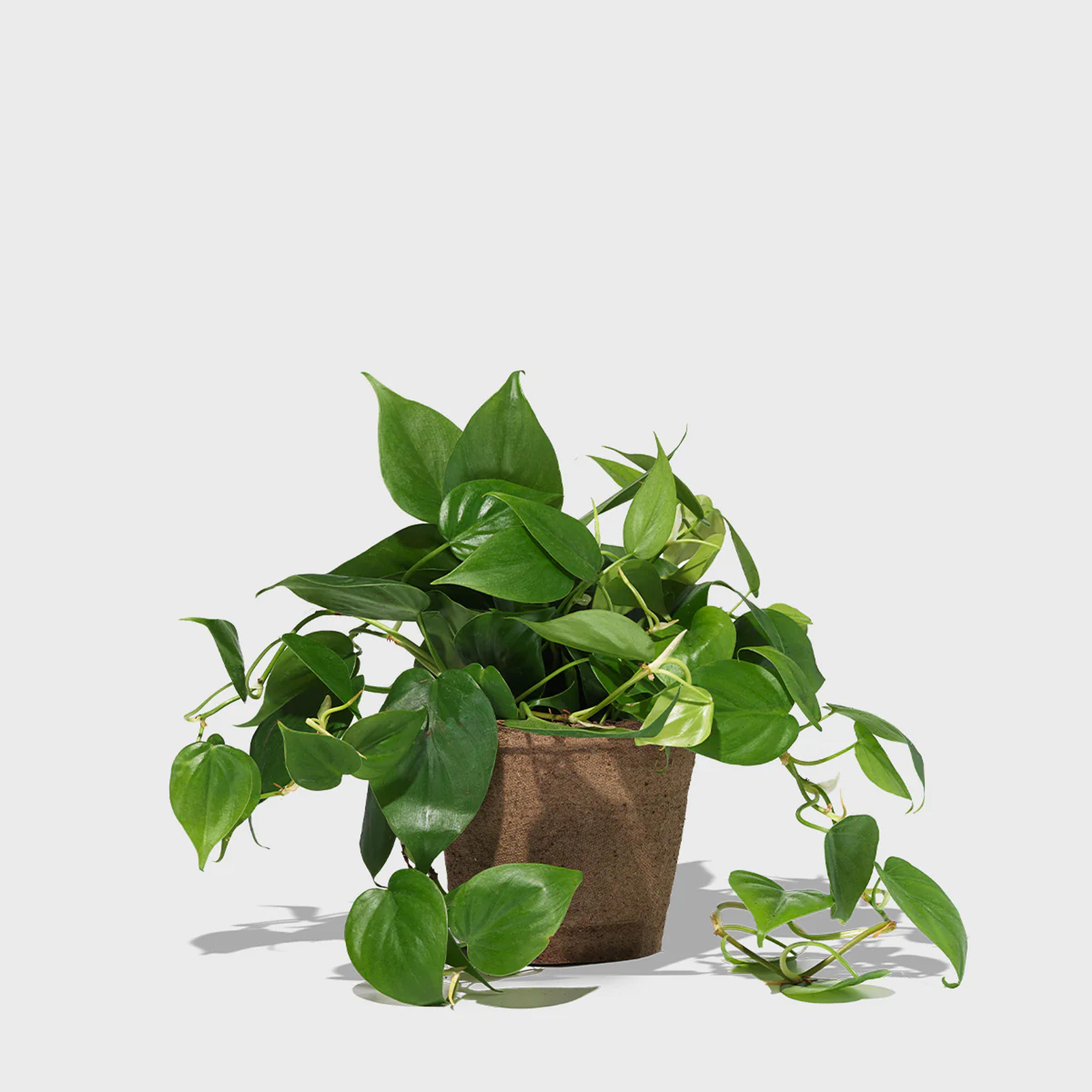 Heartleaf Philodendron 6" – Public Goods