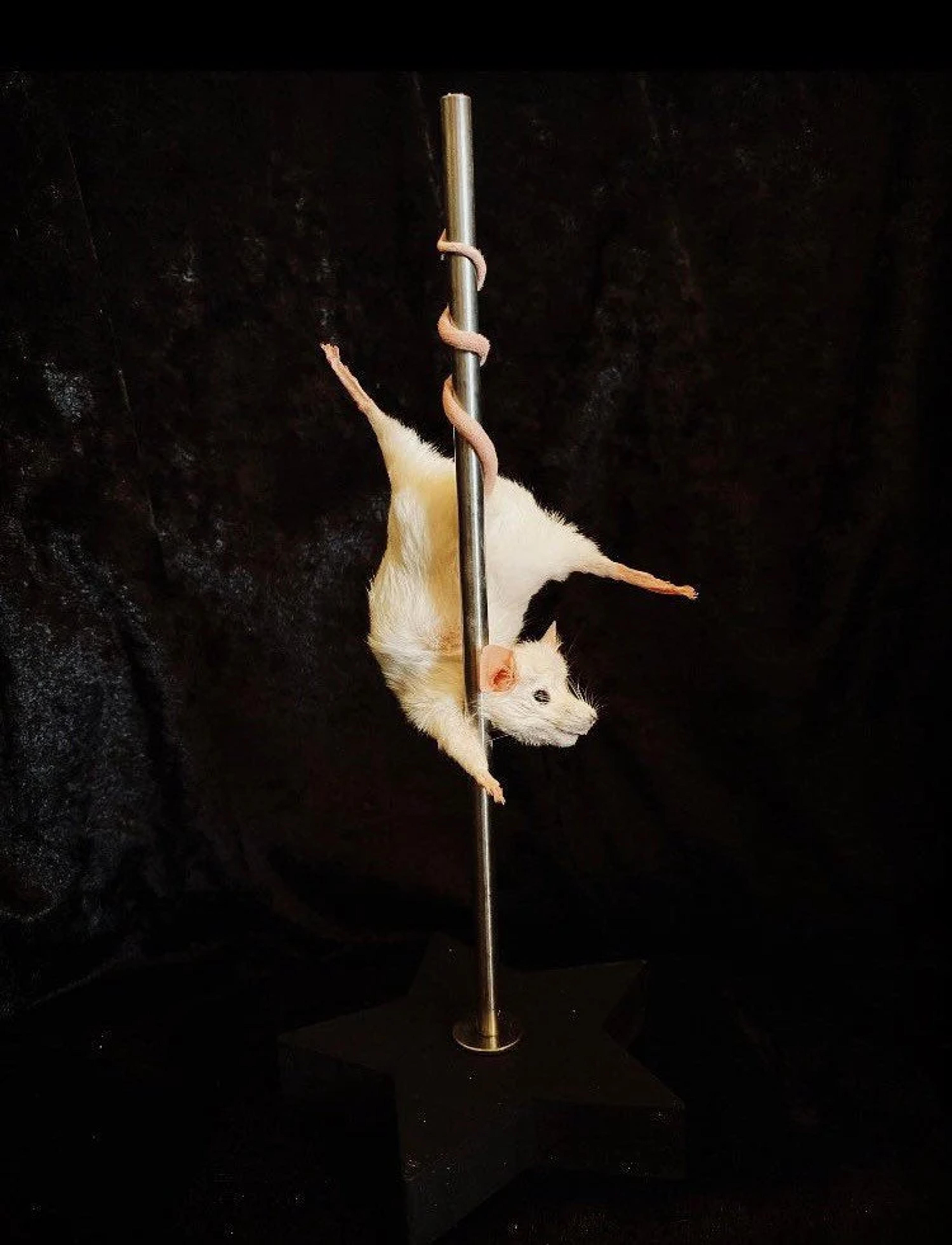 Stripper Mouse  Tiffany