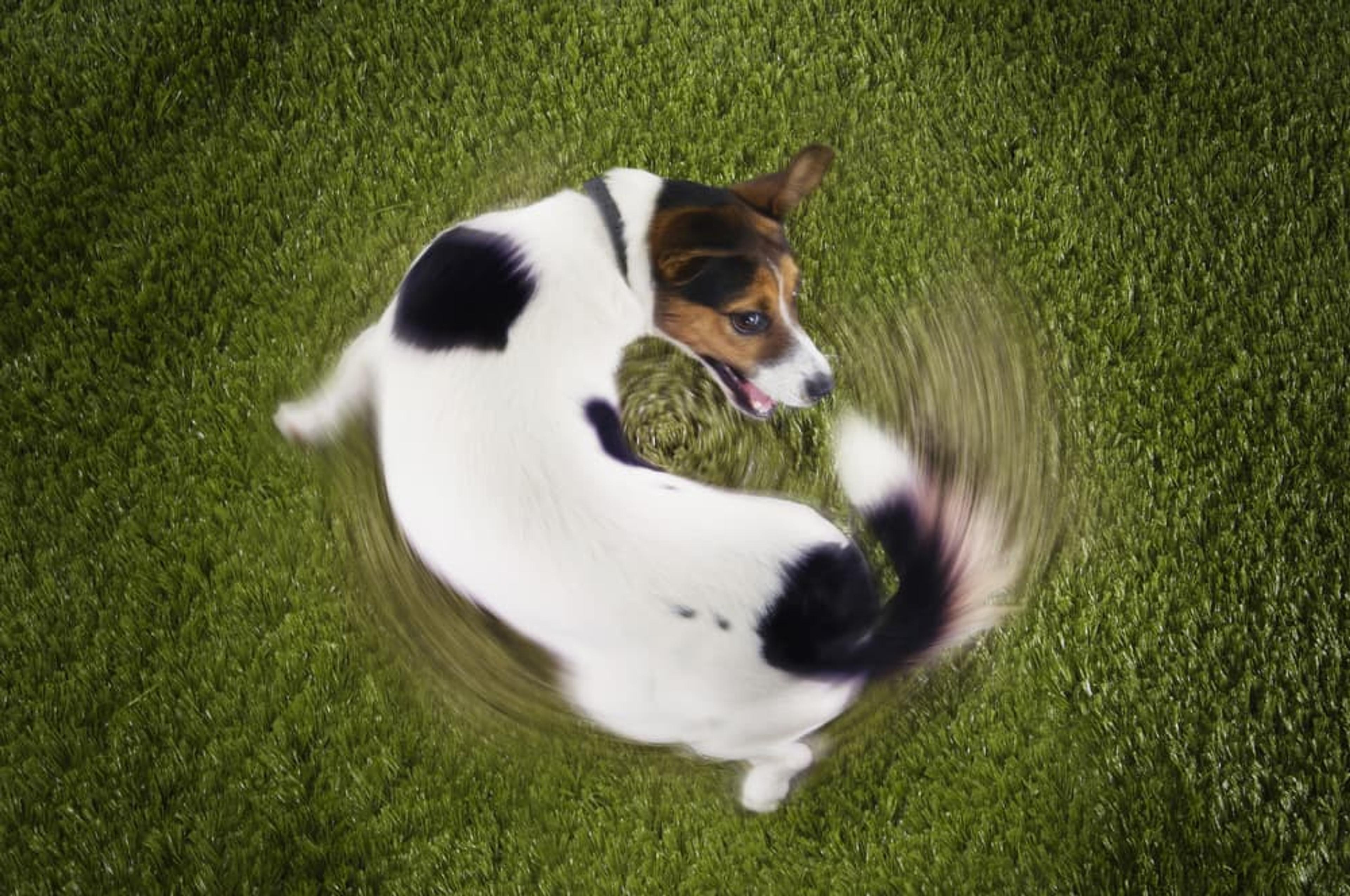 Why Do Dogs Chase Their Tails? | Great Pet Care