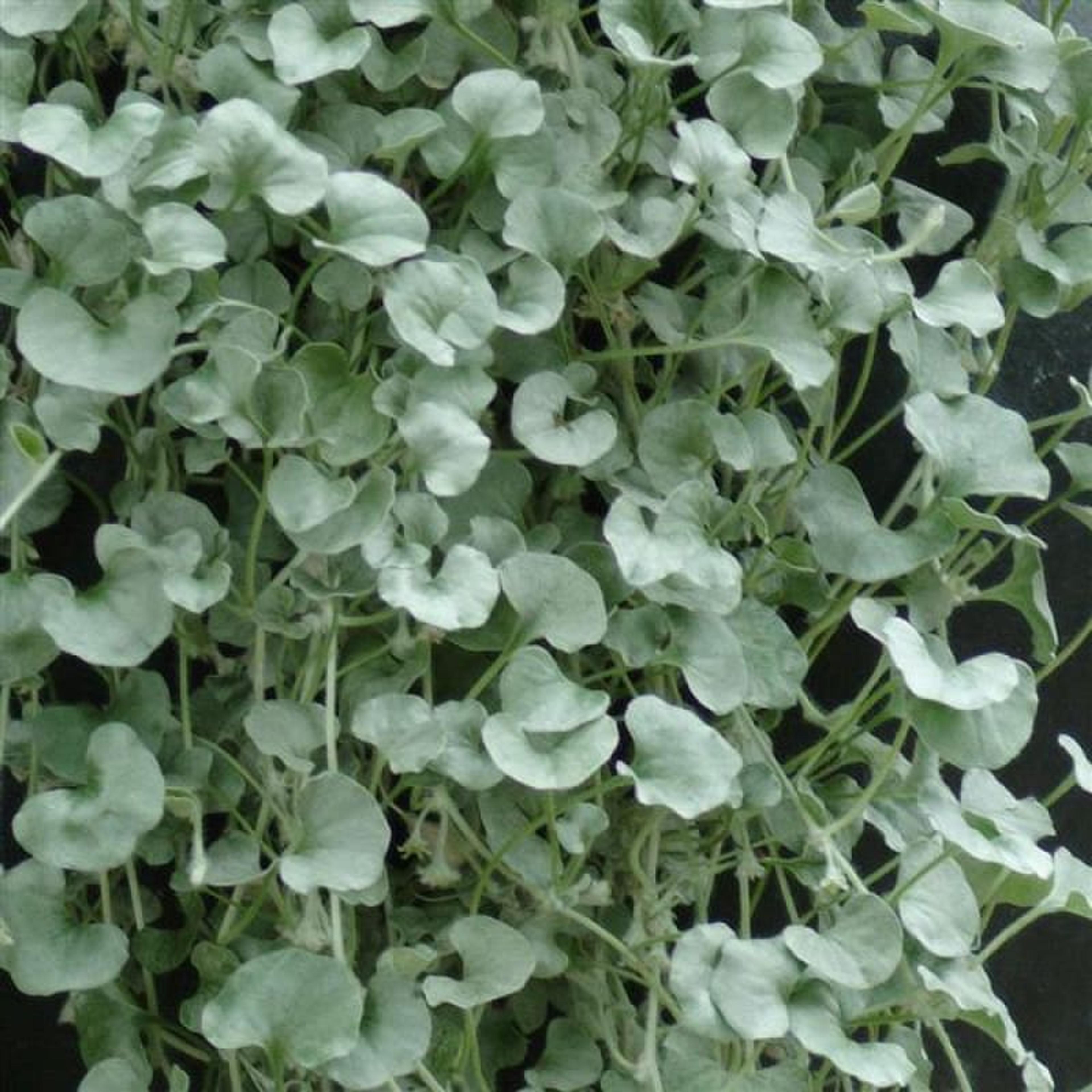 Silver Falls Dichondra