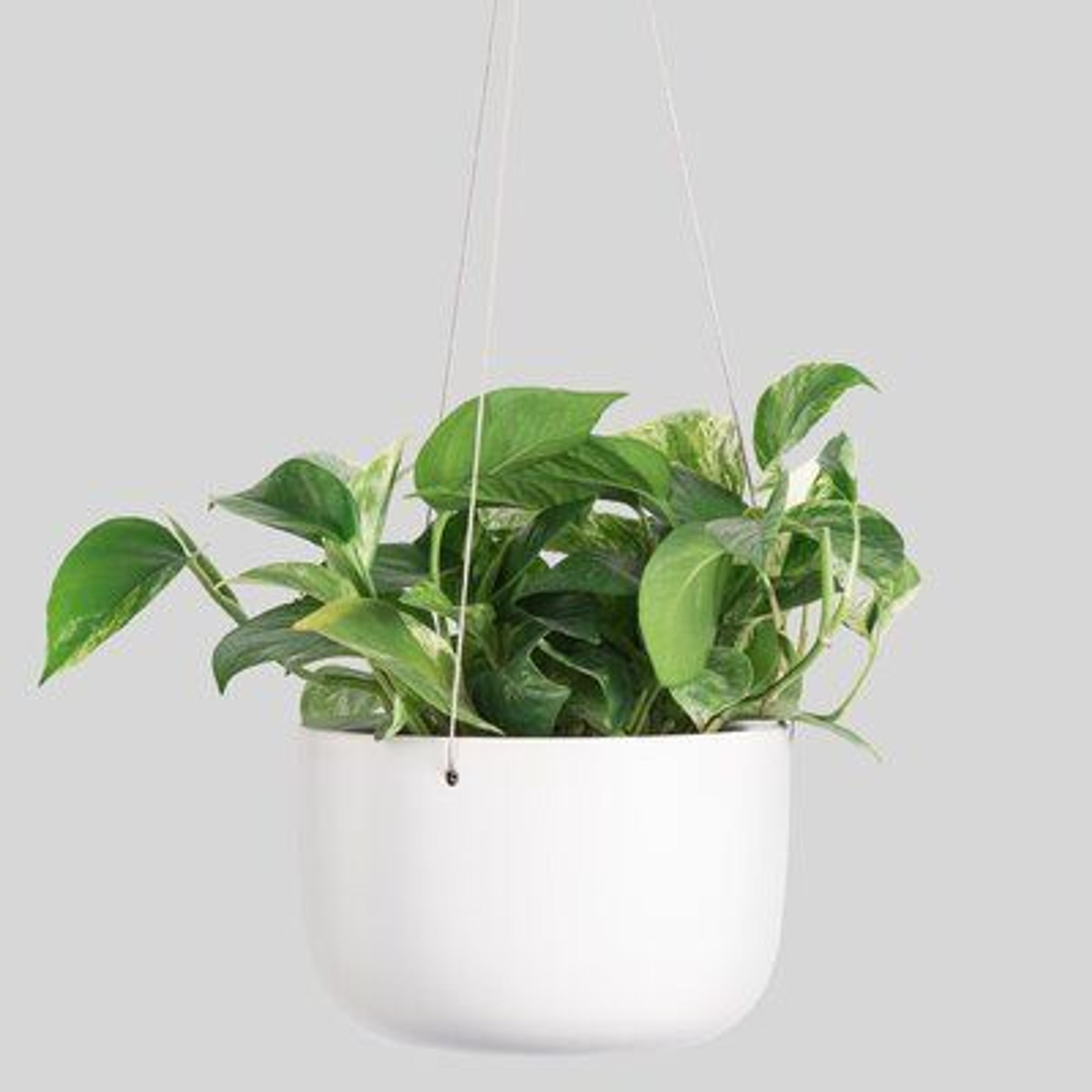 Peach & Pebble Ceramic Hanging Planter Ceramic in White, Size 3.0 H x 5.0 W x 6.0 D in | Wayfair