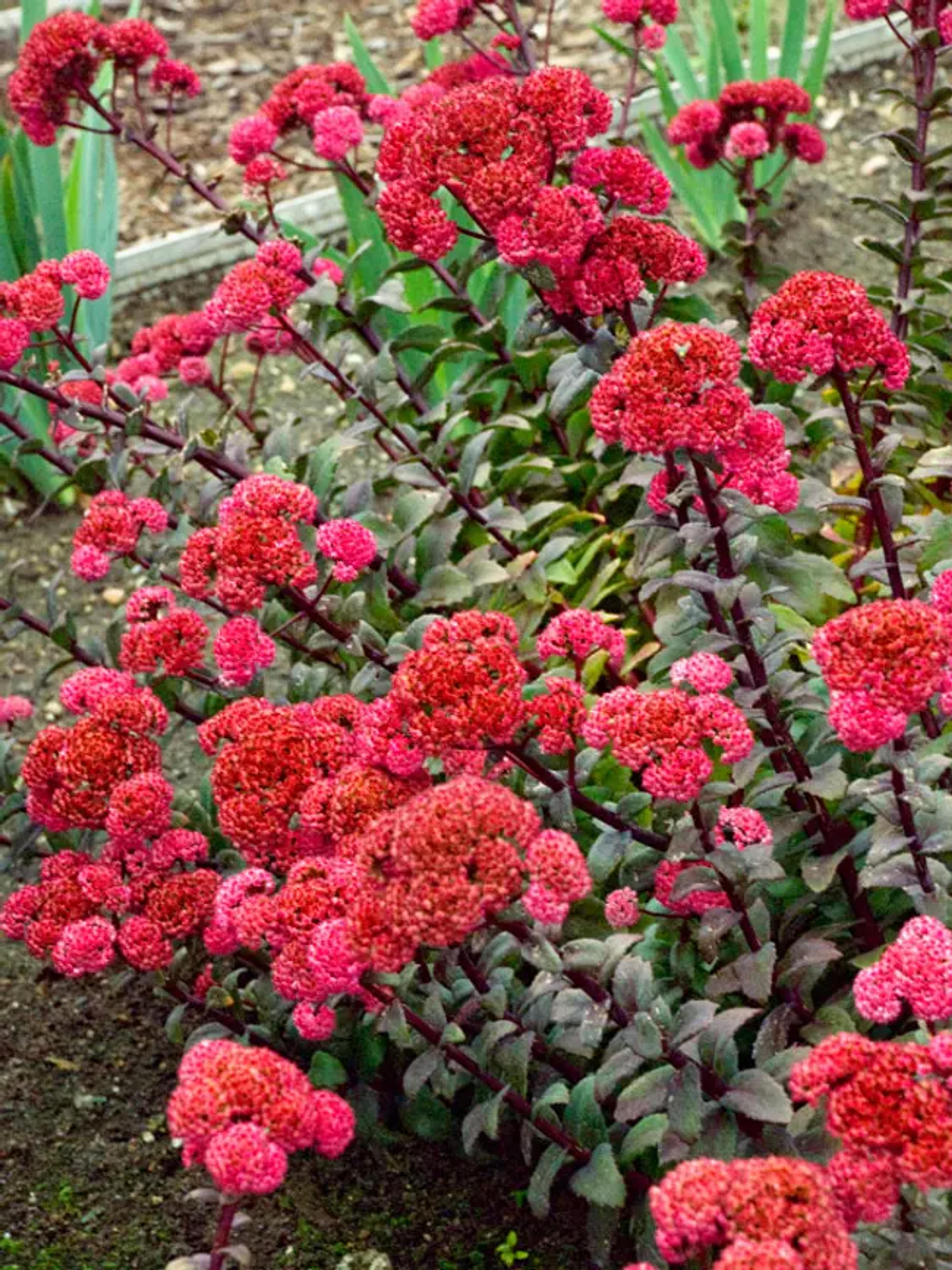 Sedum Red Cauli | Bluestone Perennials