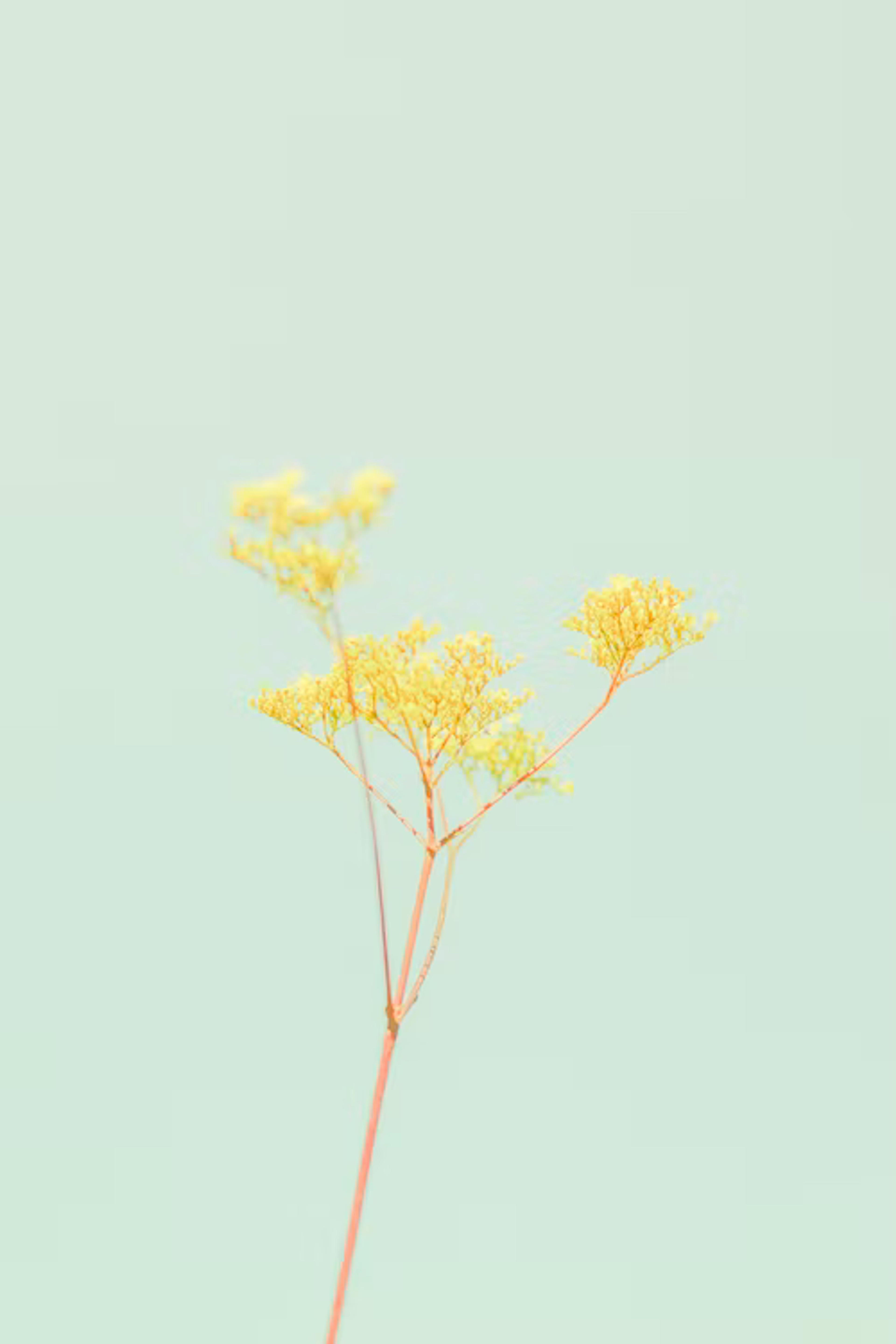 yellow leaf tree during daytime photo – Free Image on Unsplash