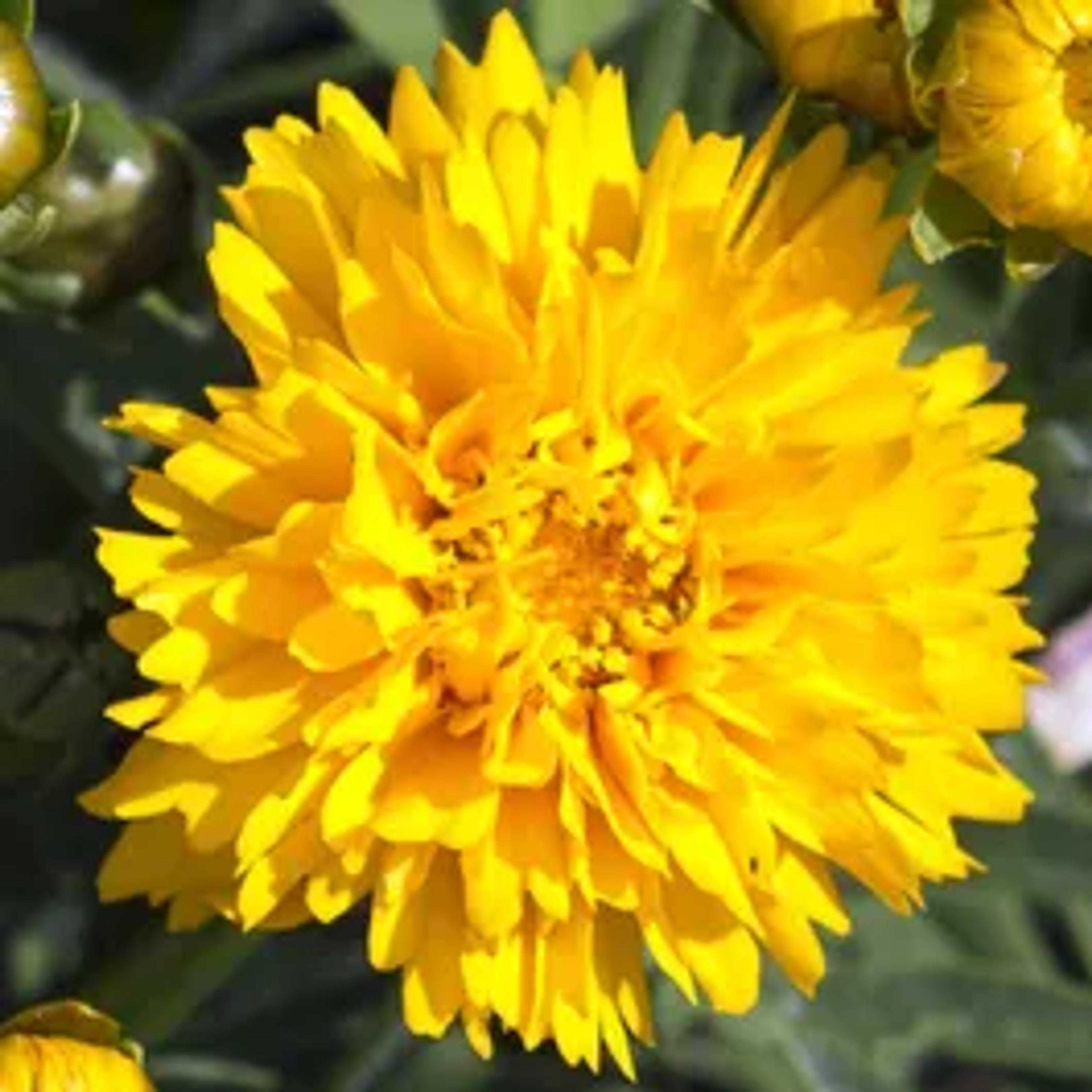 Sunray Tickseed, Coreopsis grandiflora Sunray | High Country Gardens