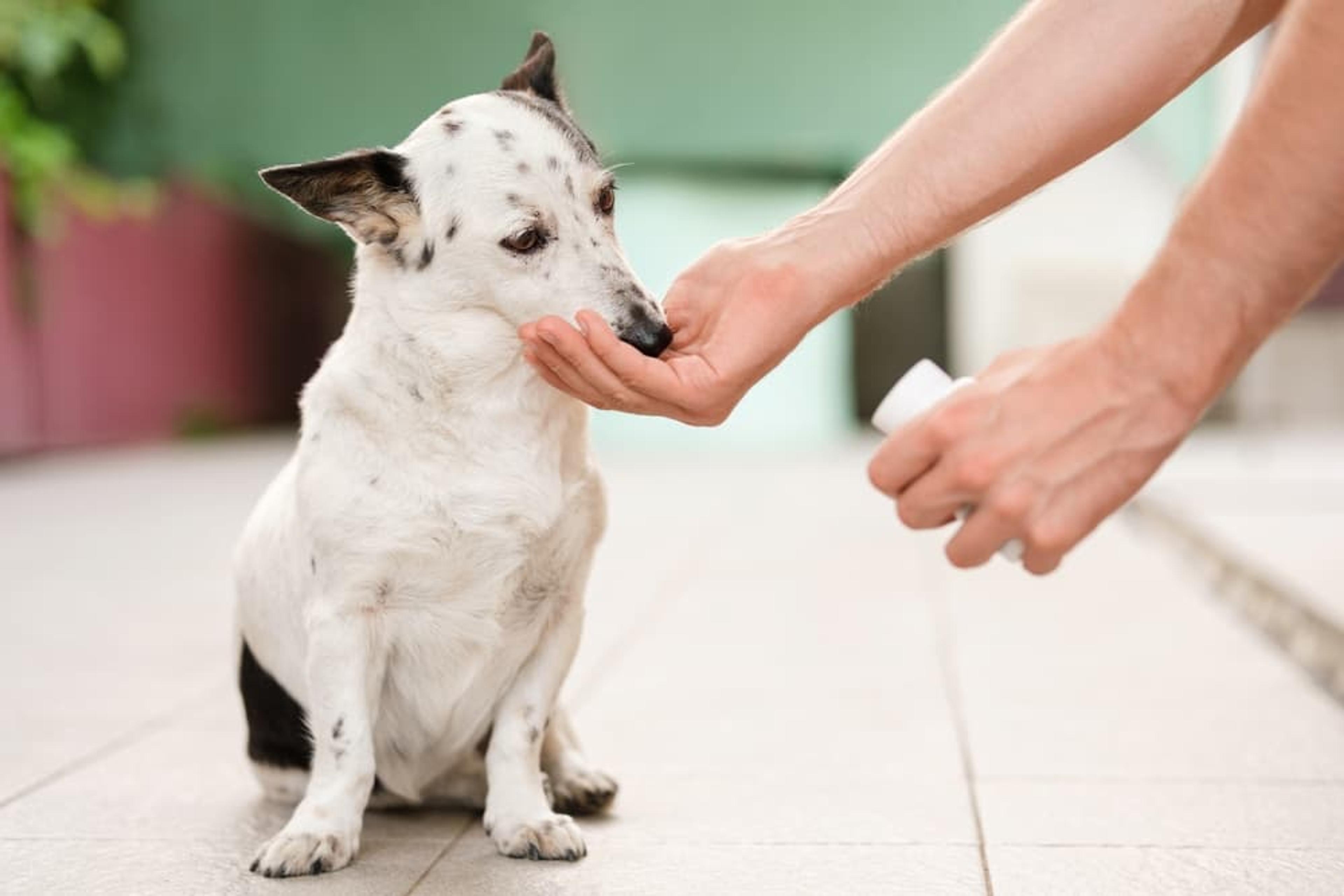 Dog Pain Relief: Medications and Tips to Ease Discomfort | Great Pet Care