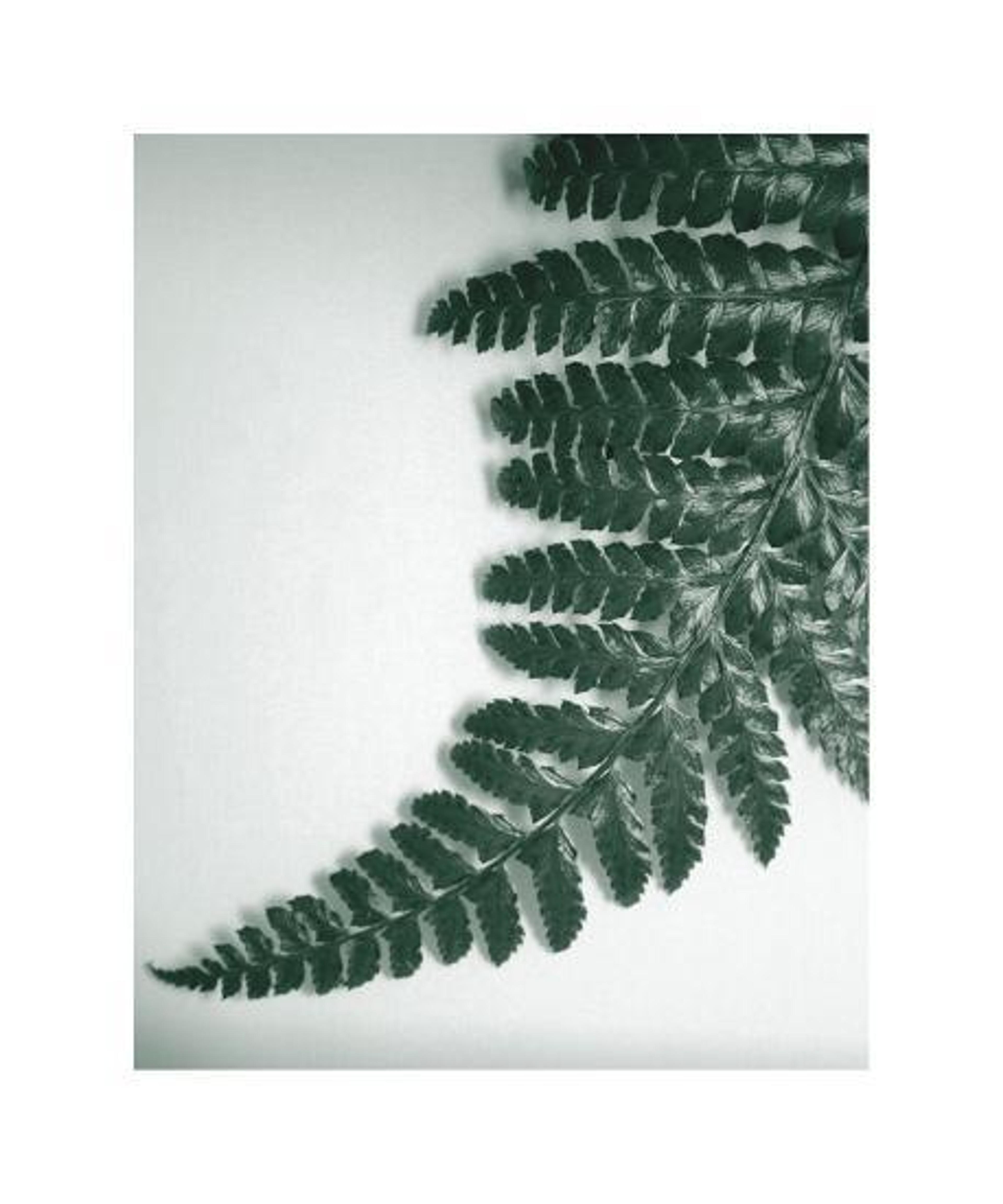 'Fern Leaf II' Giclee Print - Boyce Watt | Art.com