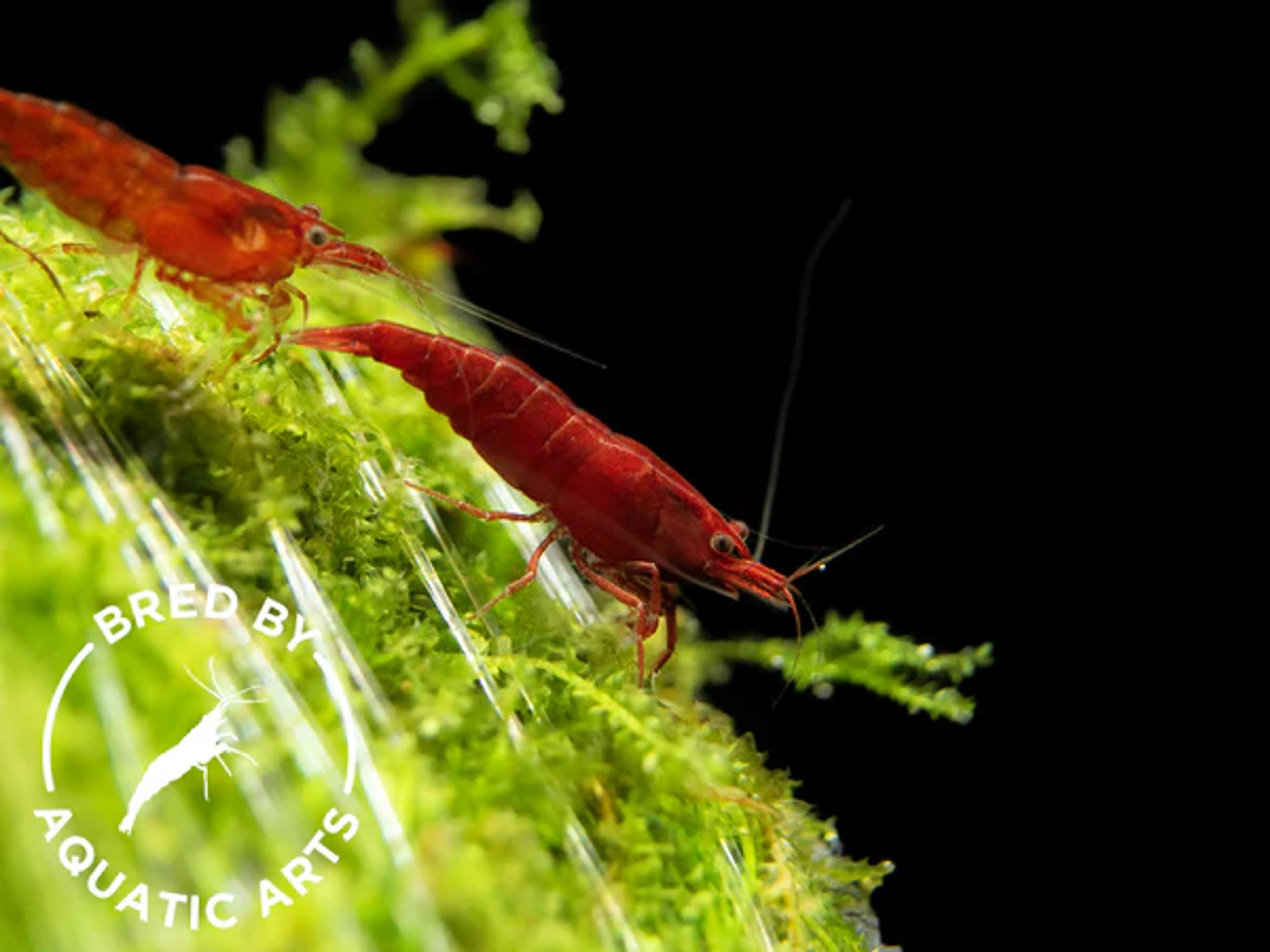 Bloody Mary Shrimp (Neocaridina davidi), BREDBY: Aquatic Arts on sale today for $ 10.99 |