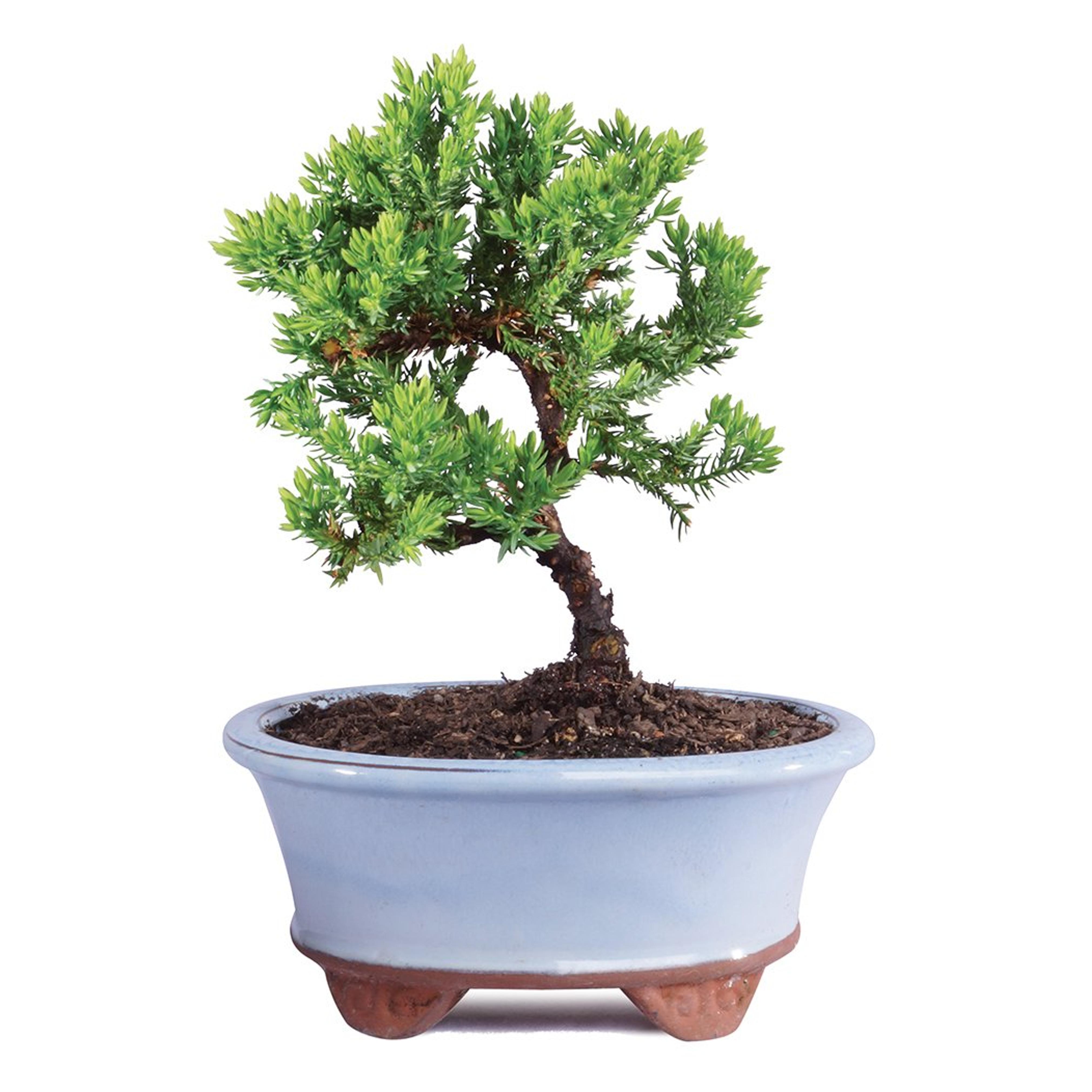 Brussel's DT2101GMJ Green Mound Junpier Bonsai