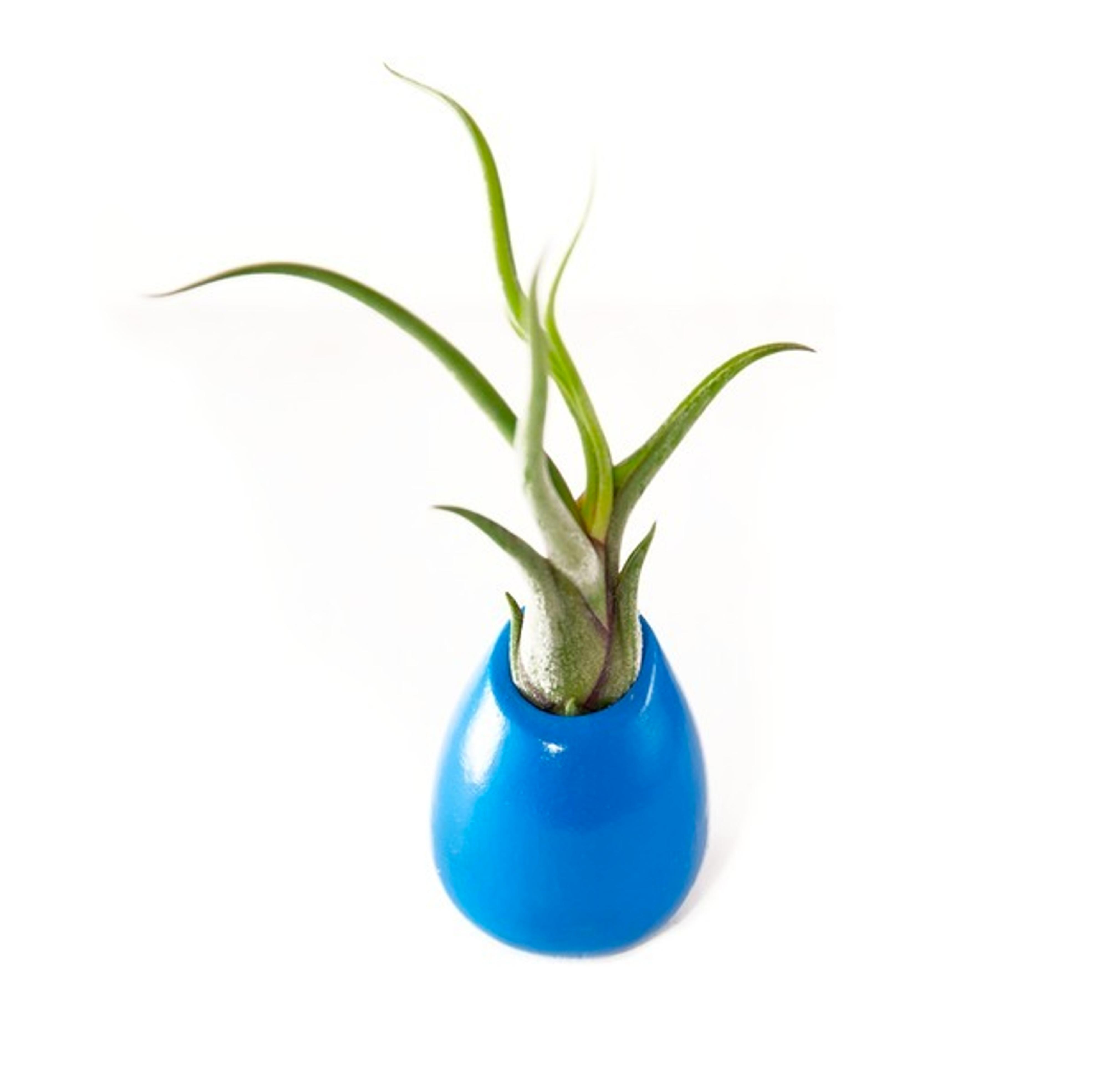 Hinterland Trading Medusa Air Plant in Ceramic Vase