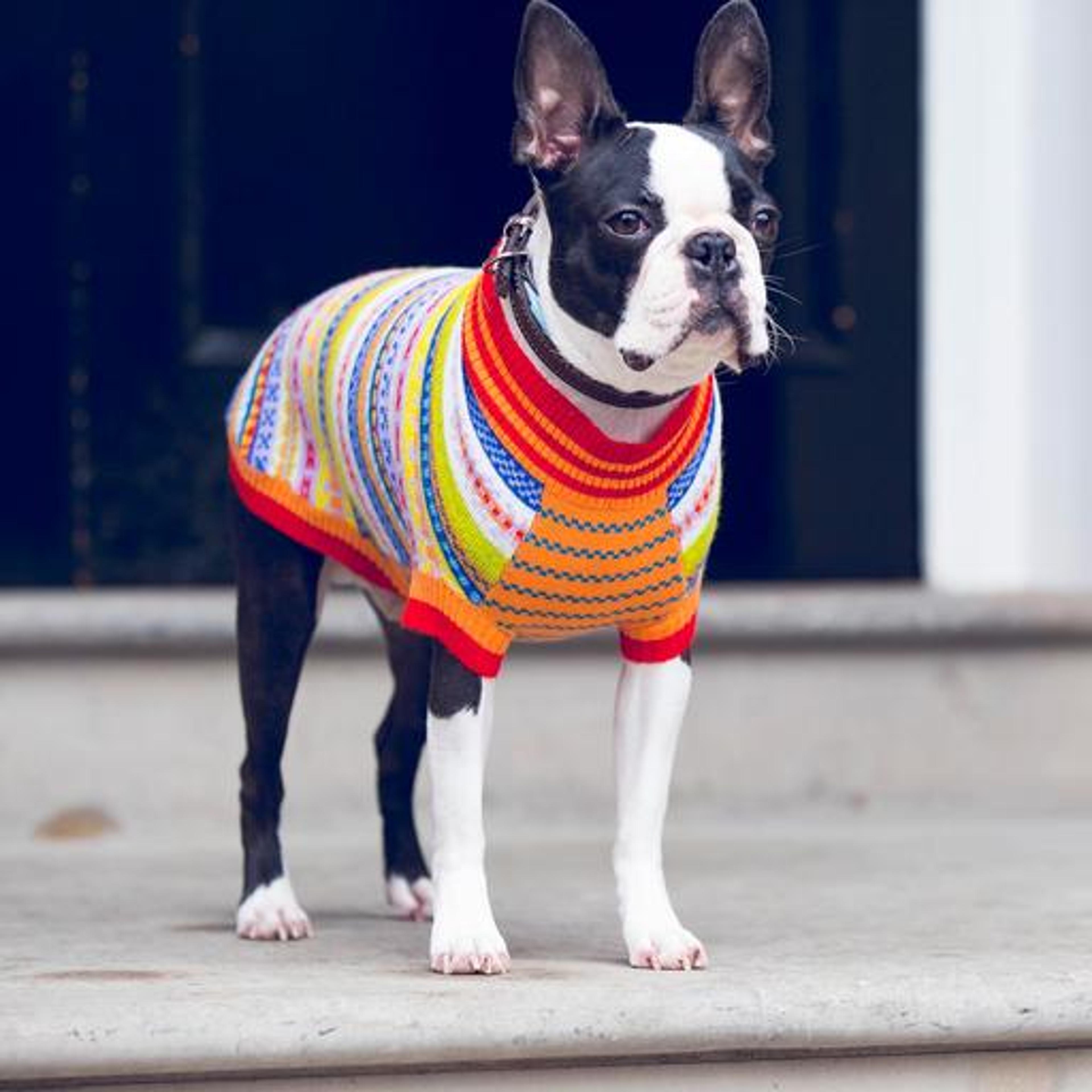 Peruvian Dog Sweater | Dog Accessories