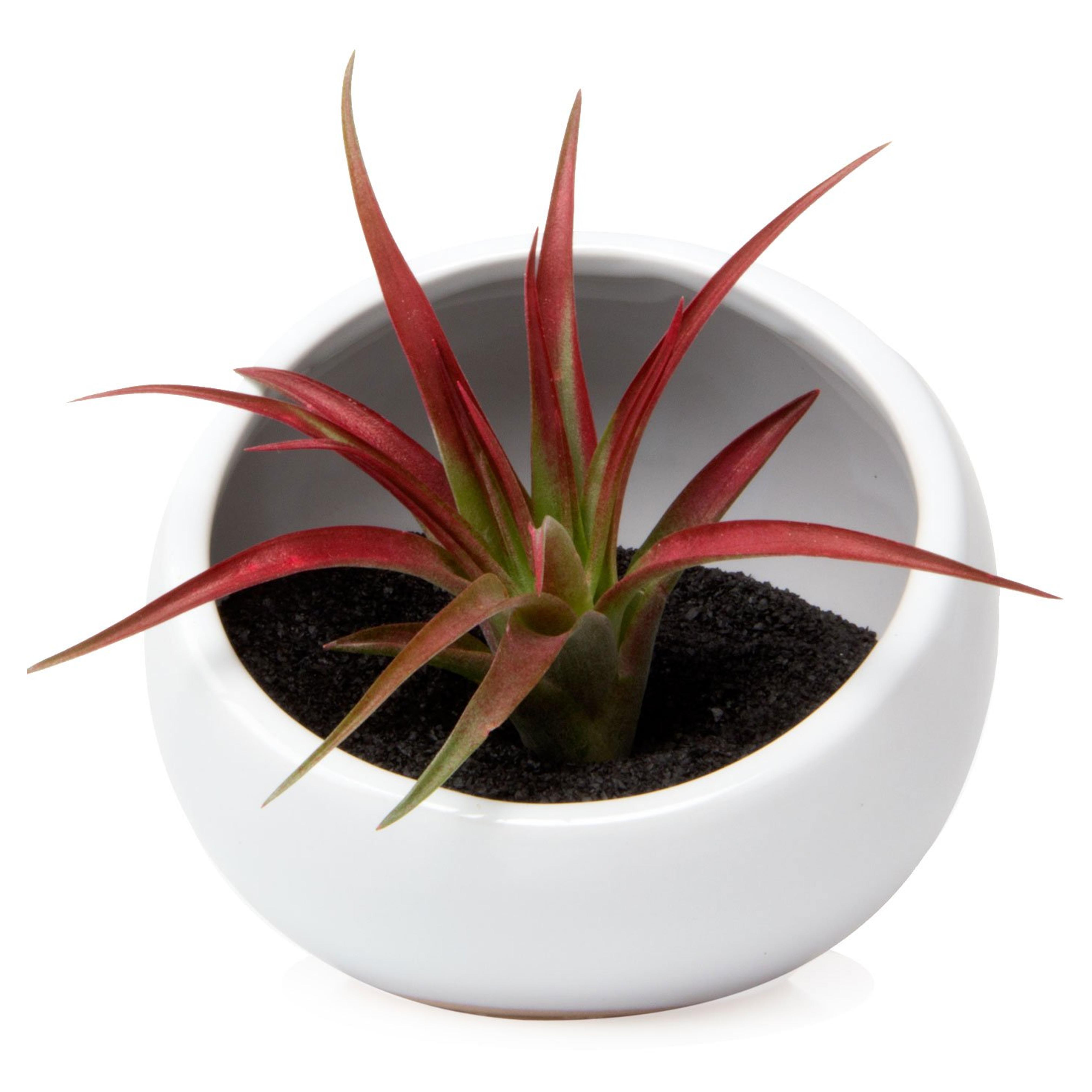 Chive - Half Moon, Ceramic Terrarium, in White