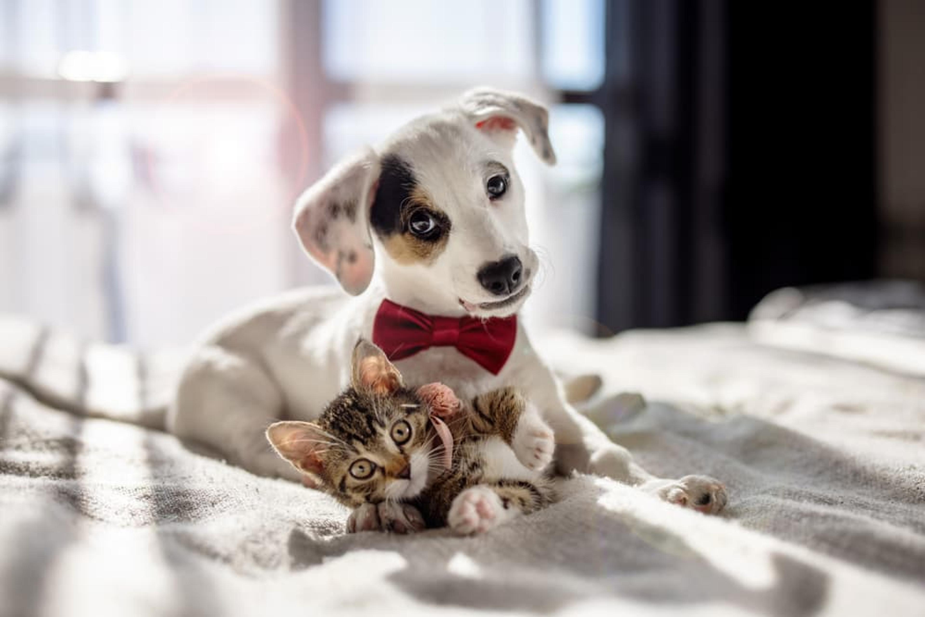 Quiz: What's Your Pet's Love Language? - Great Pet Living