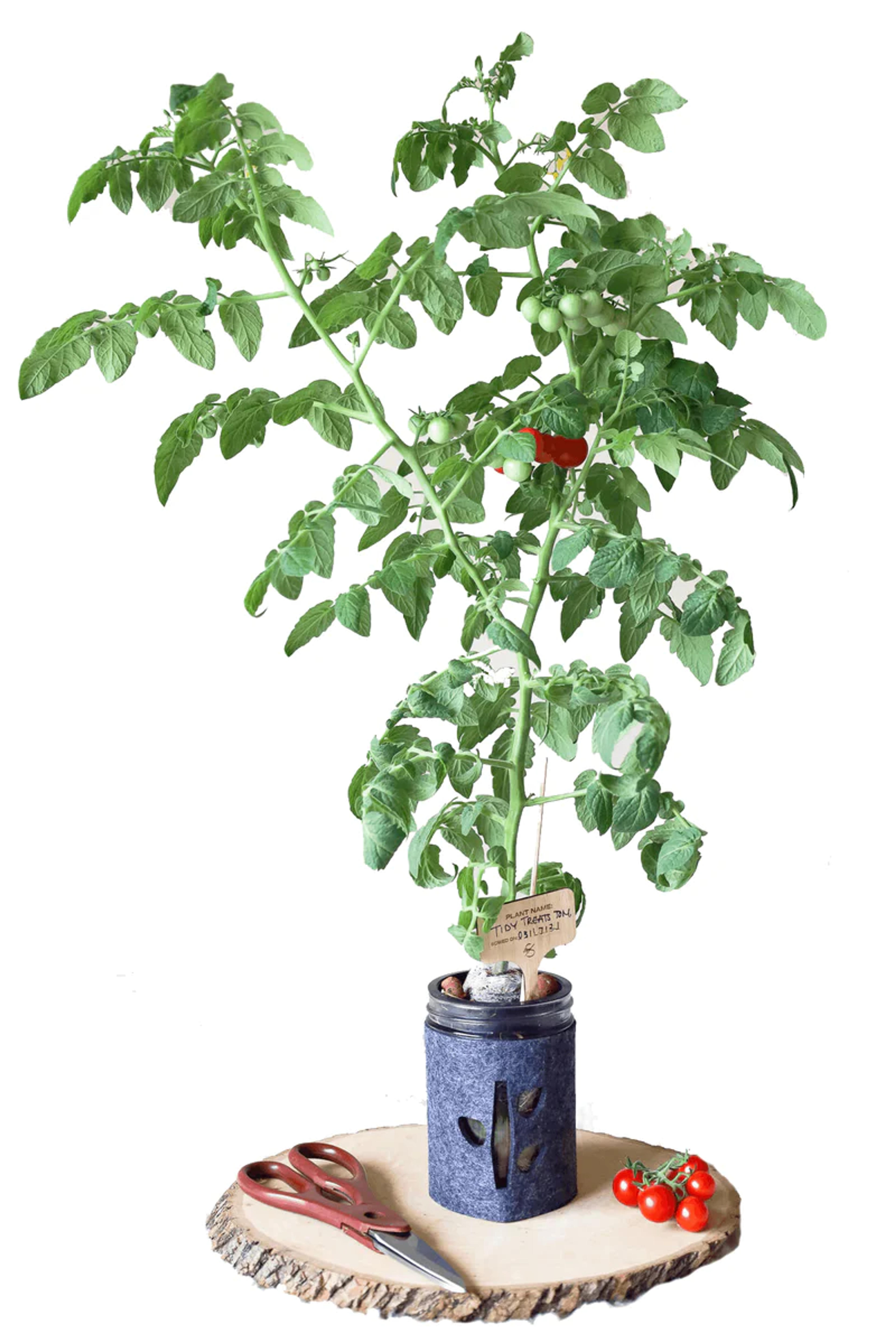 Tomato Hydroponic Mason Jar Garden Kit – Coco and Seed