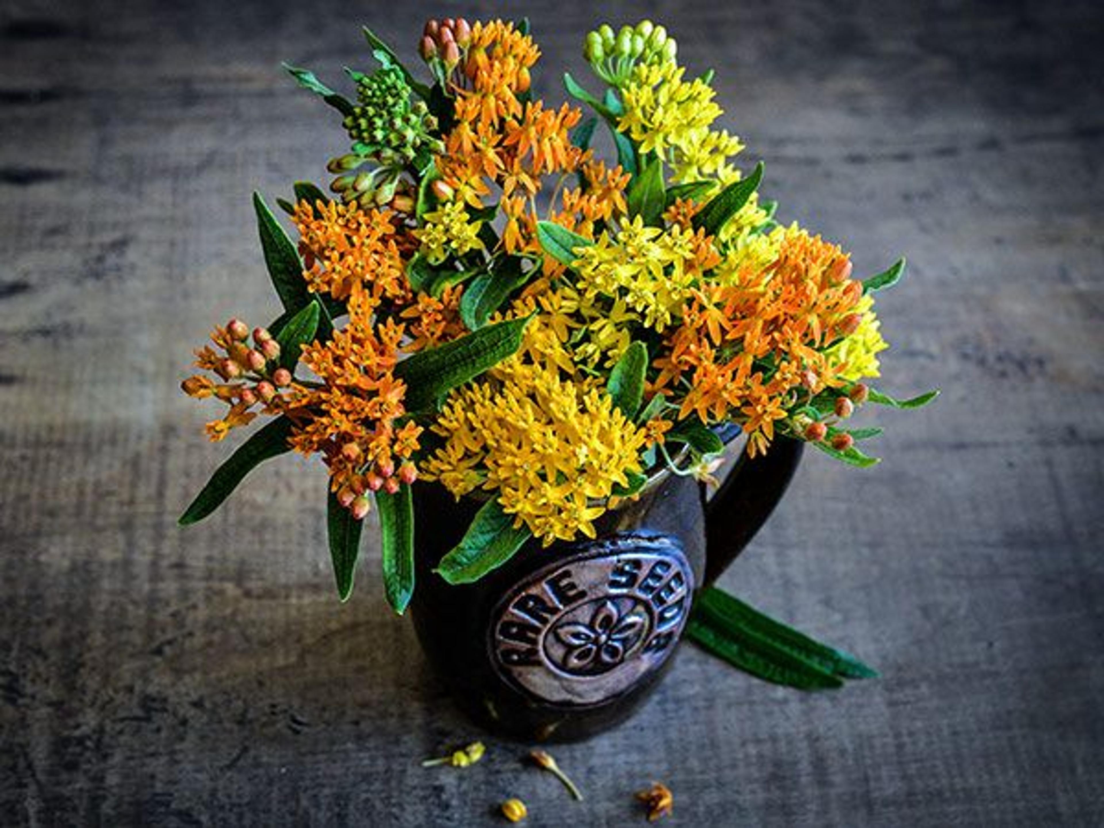 Gay Butterflies Milkweed