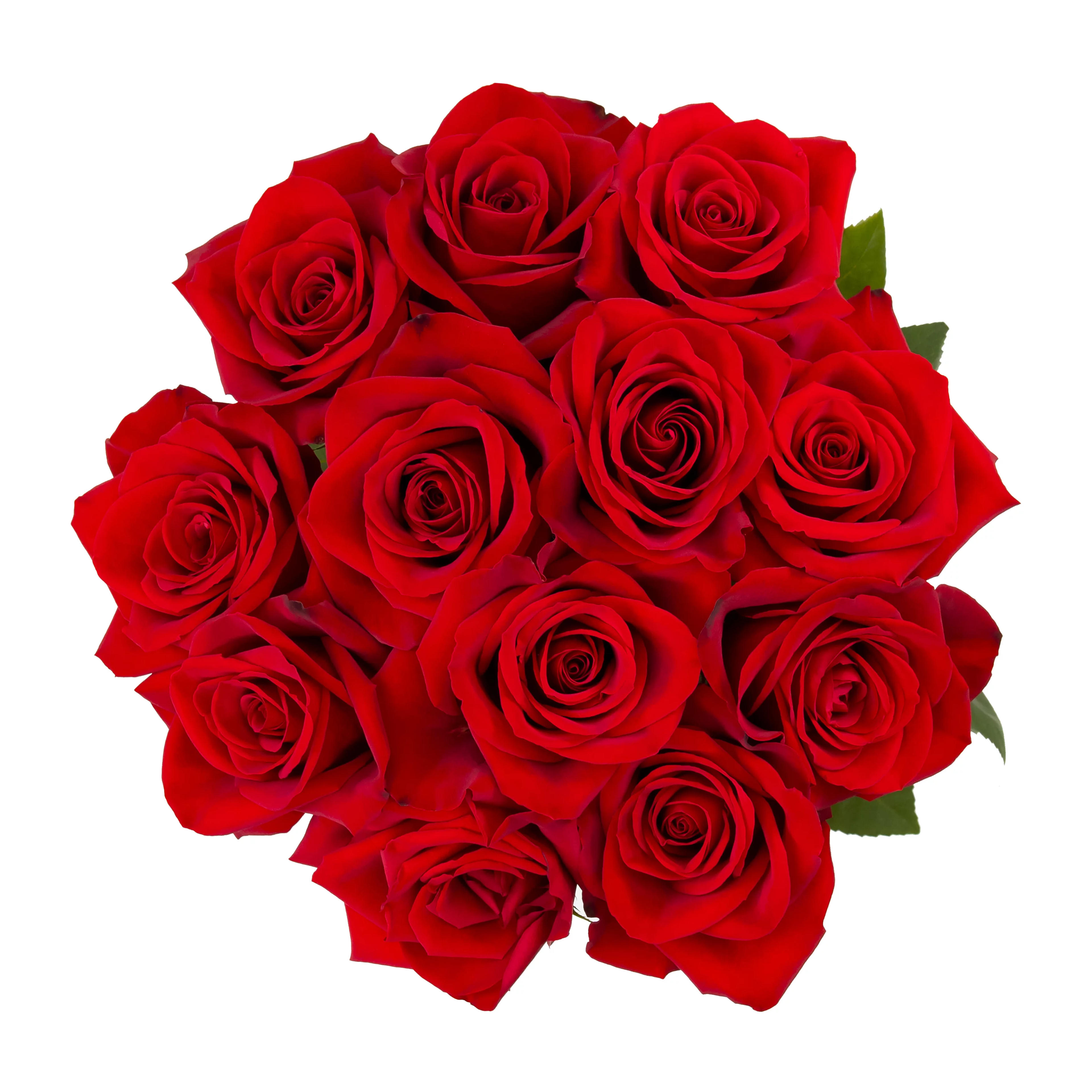 Dozen Roses (Fresh Cut Flowers) - Walmart.com