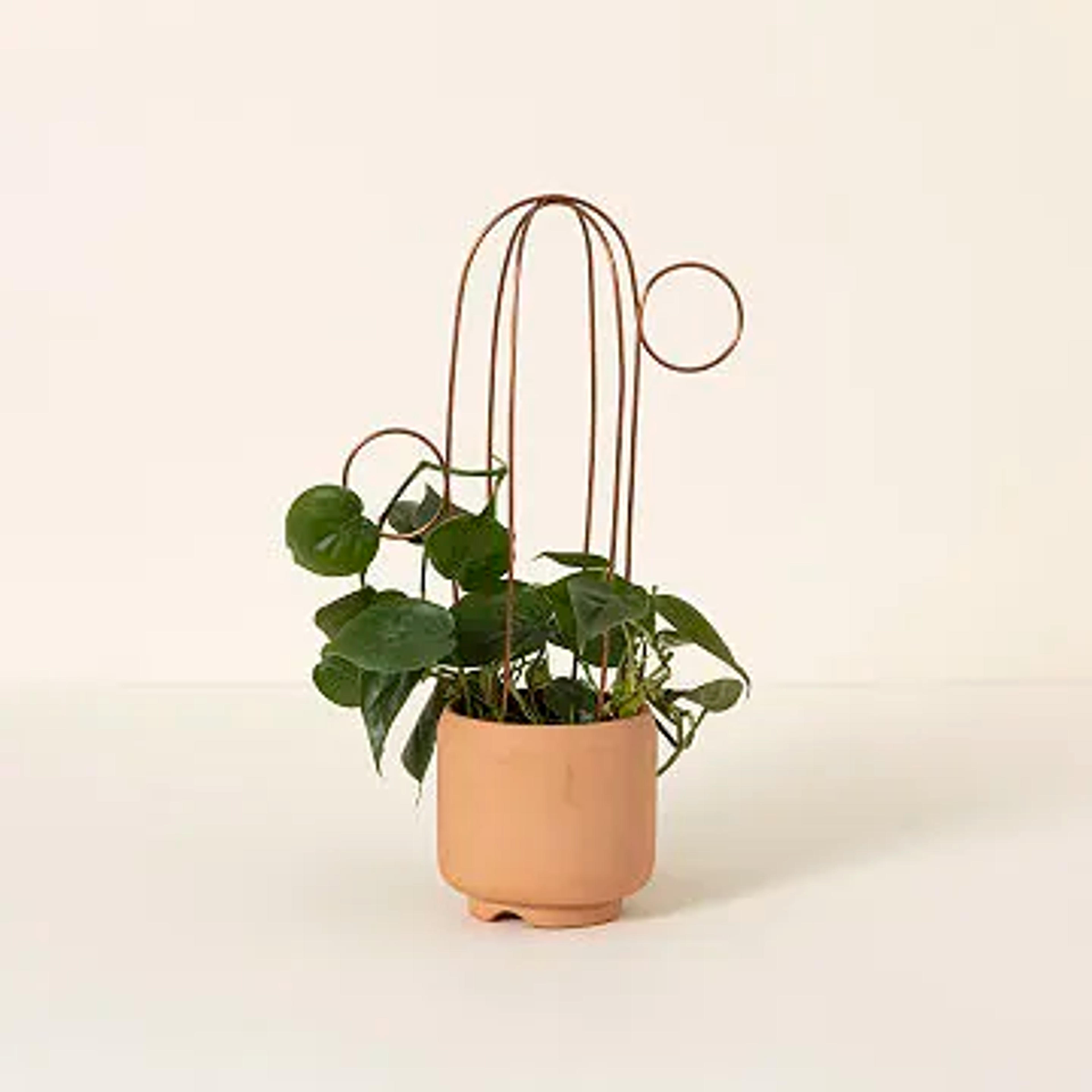 Rain Cloud Plant Watering Tool | Watering Cloud