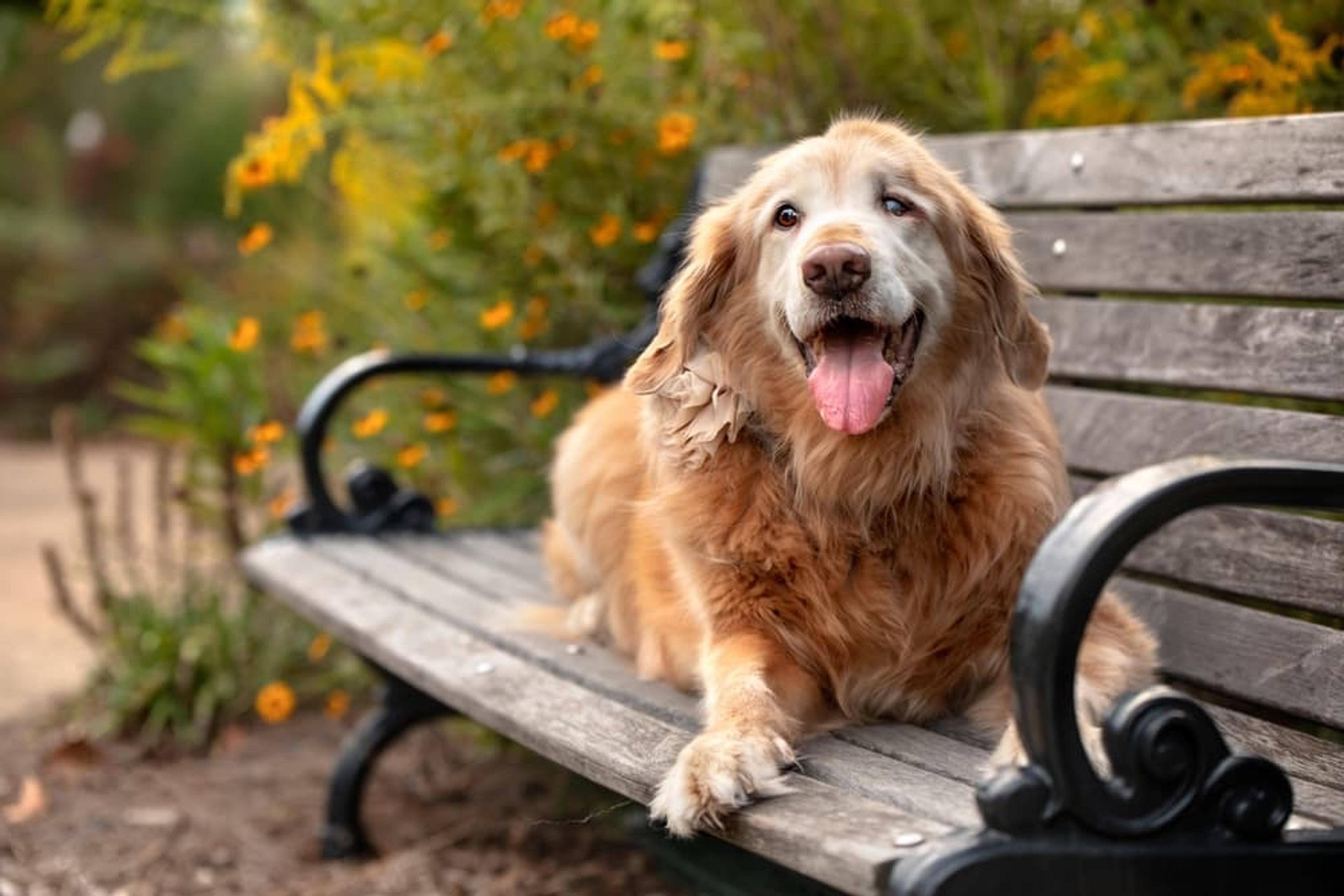 8 Things Your Senior Dog Wants You To Know | Great Pet Care