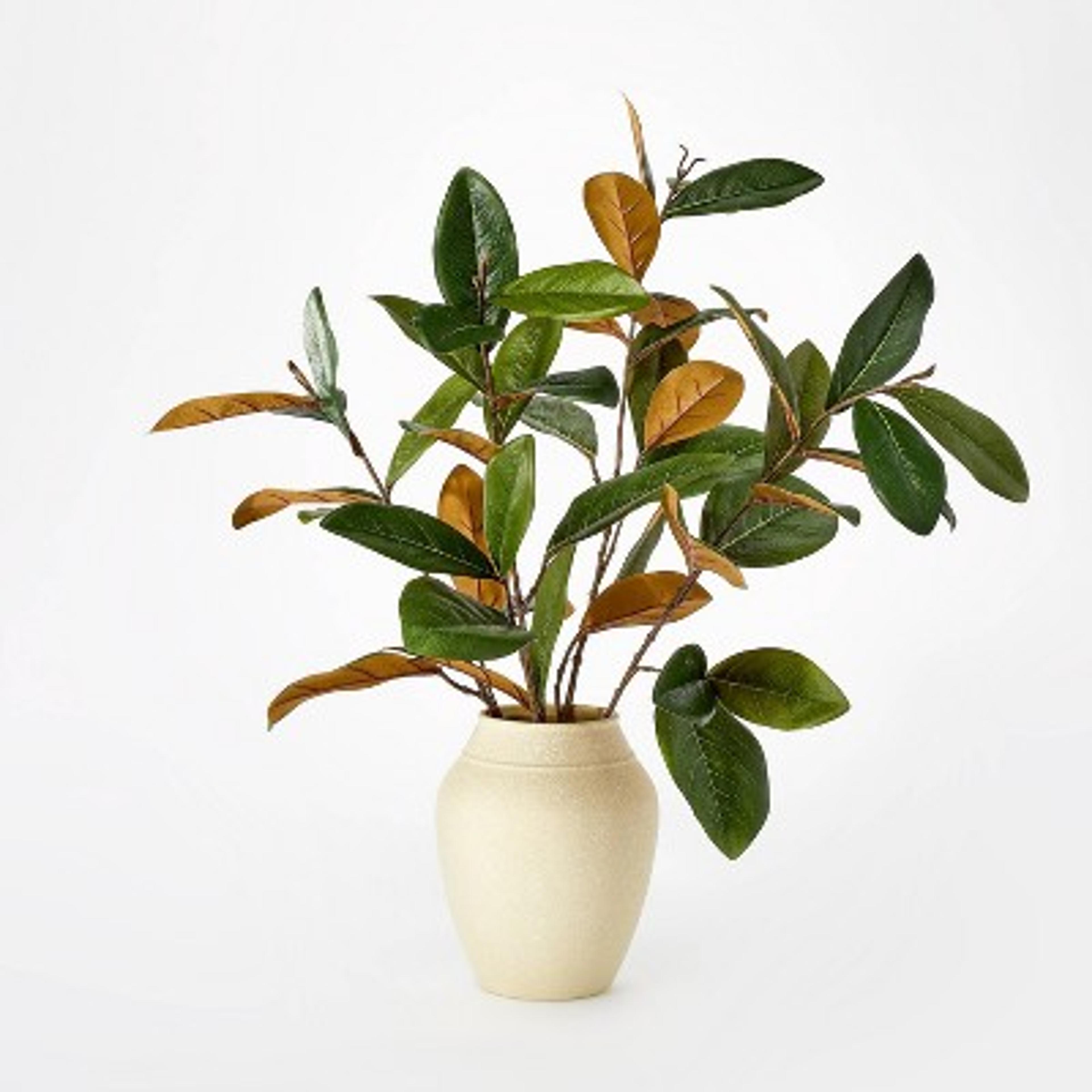 Large Magnolia Leaf Potted - Threshold™ designed with Studio McGee