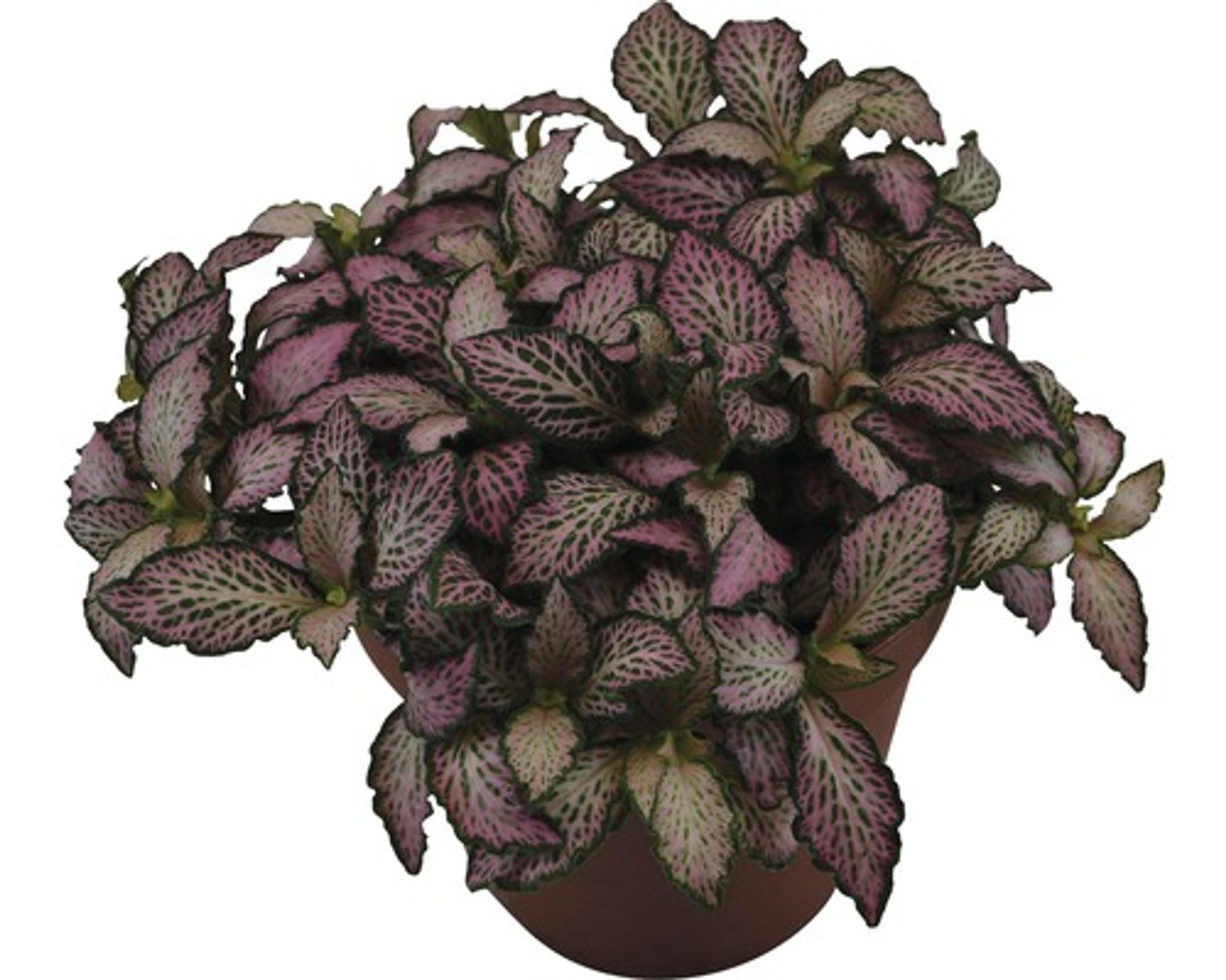 Mosaikpflanze FloraSelf Fittonia verschaffeltii 'Forest Flame' H 7-12 cm Ø 13 cm Topf