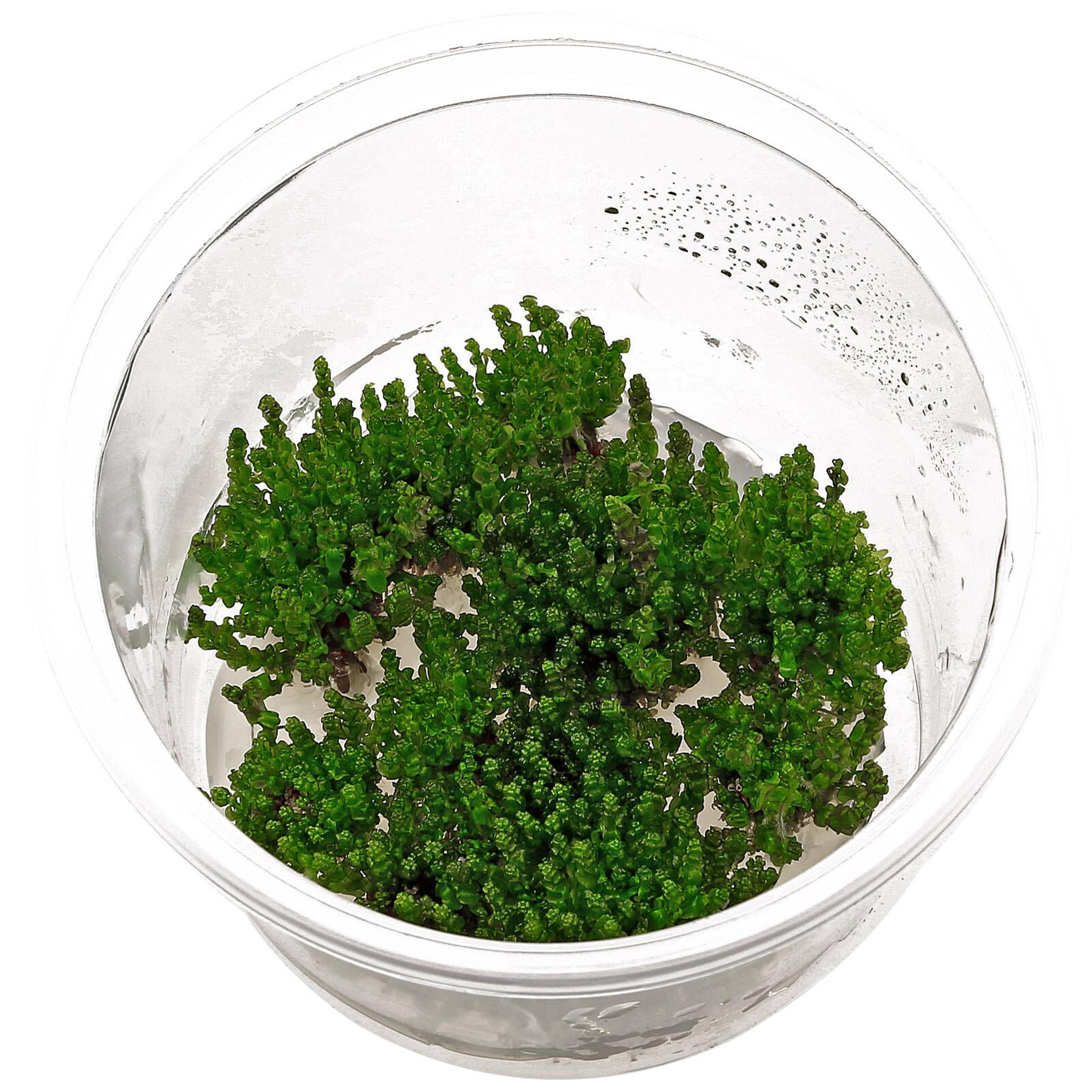 Rotala macrandra 'Pearl' - in Vitro - Aquasabi