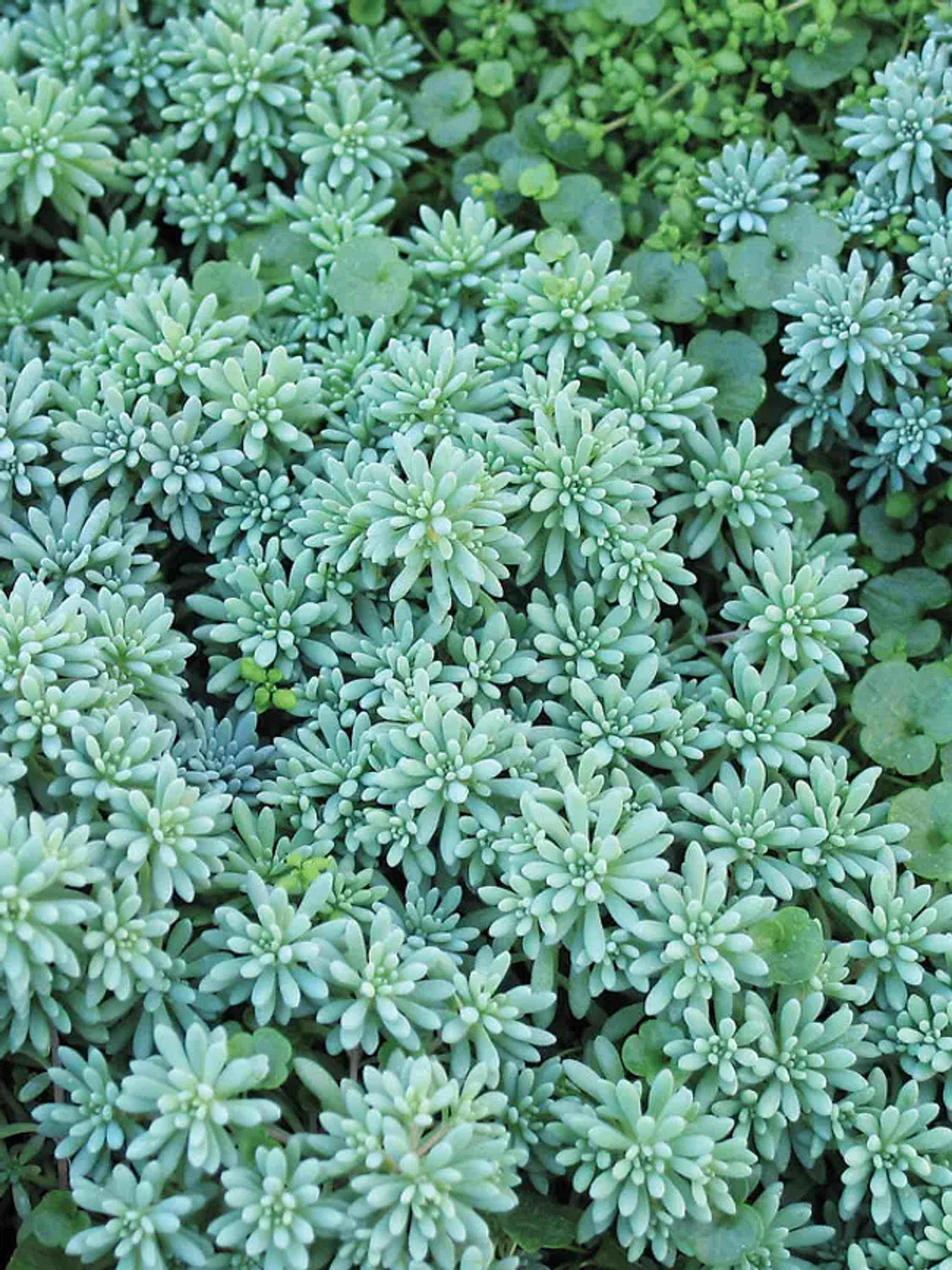 Sedum Blue Carpet | Bluestone Perennials