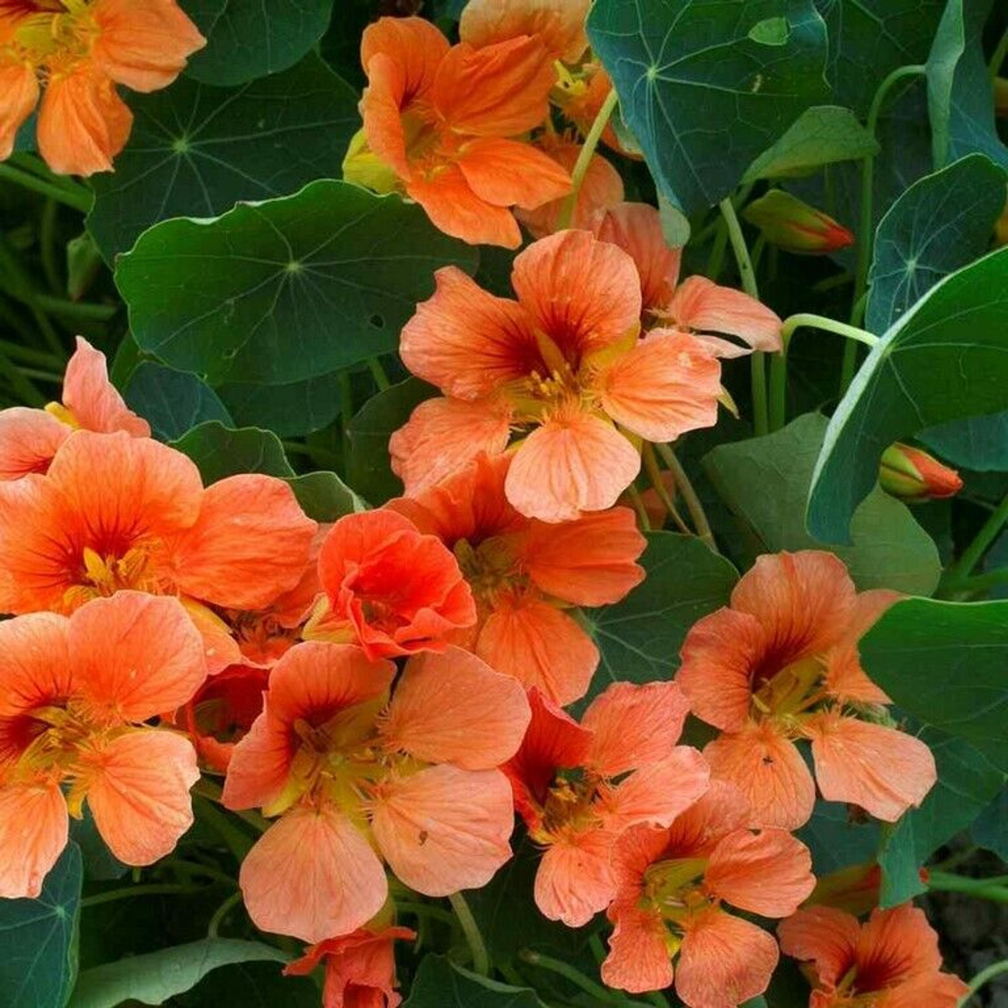 Nasturtium- Vesuvius- 15 Seeds- BOGO 50% off SALE