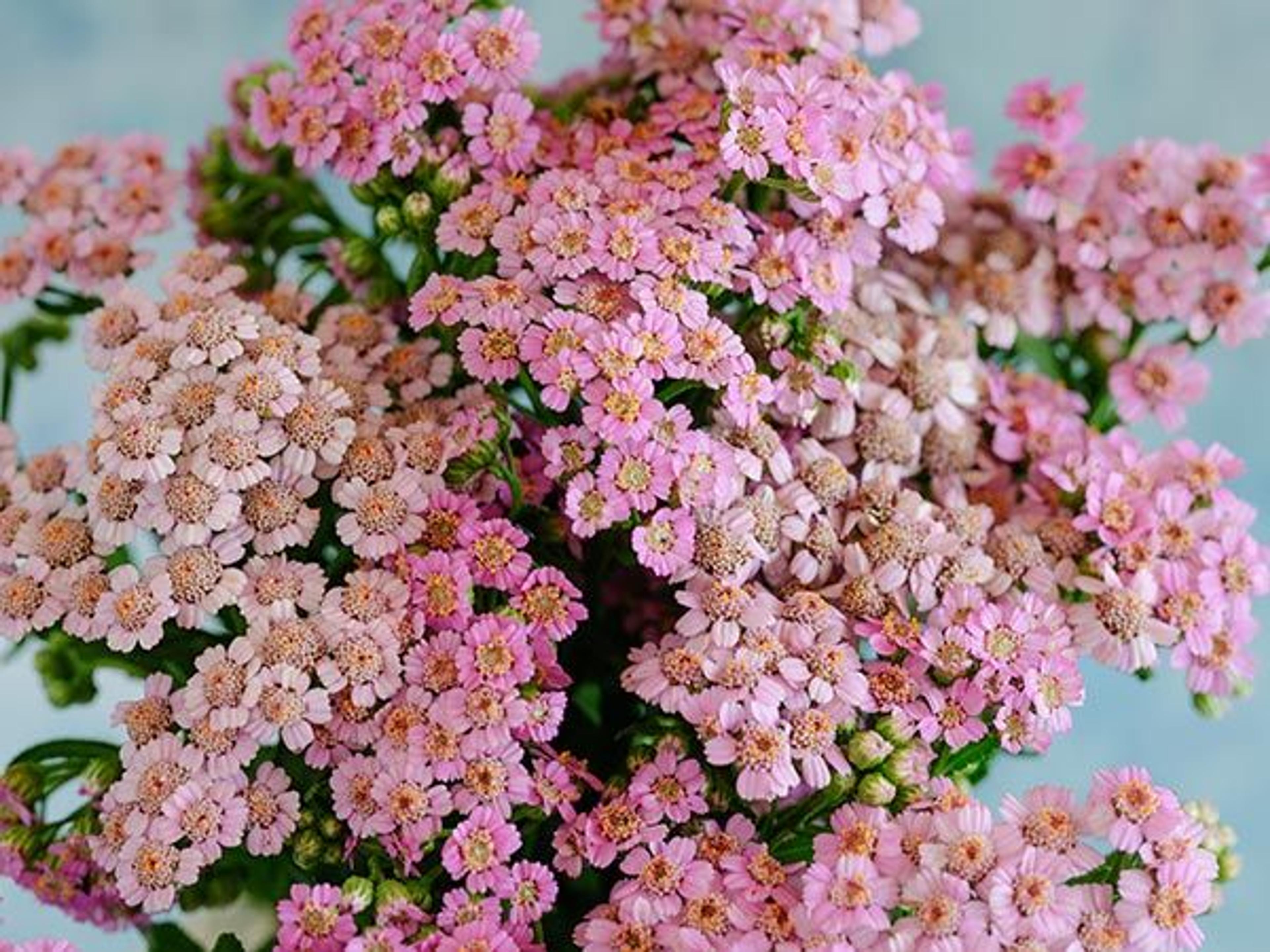 Love Parade Yarrow 