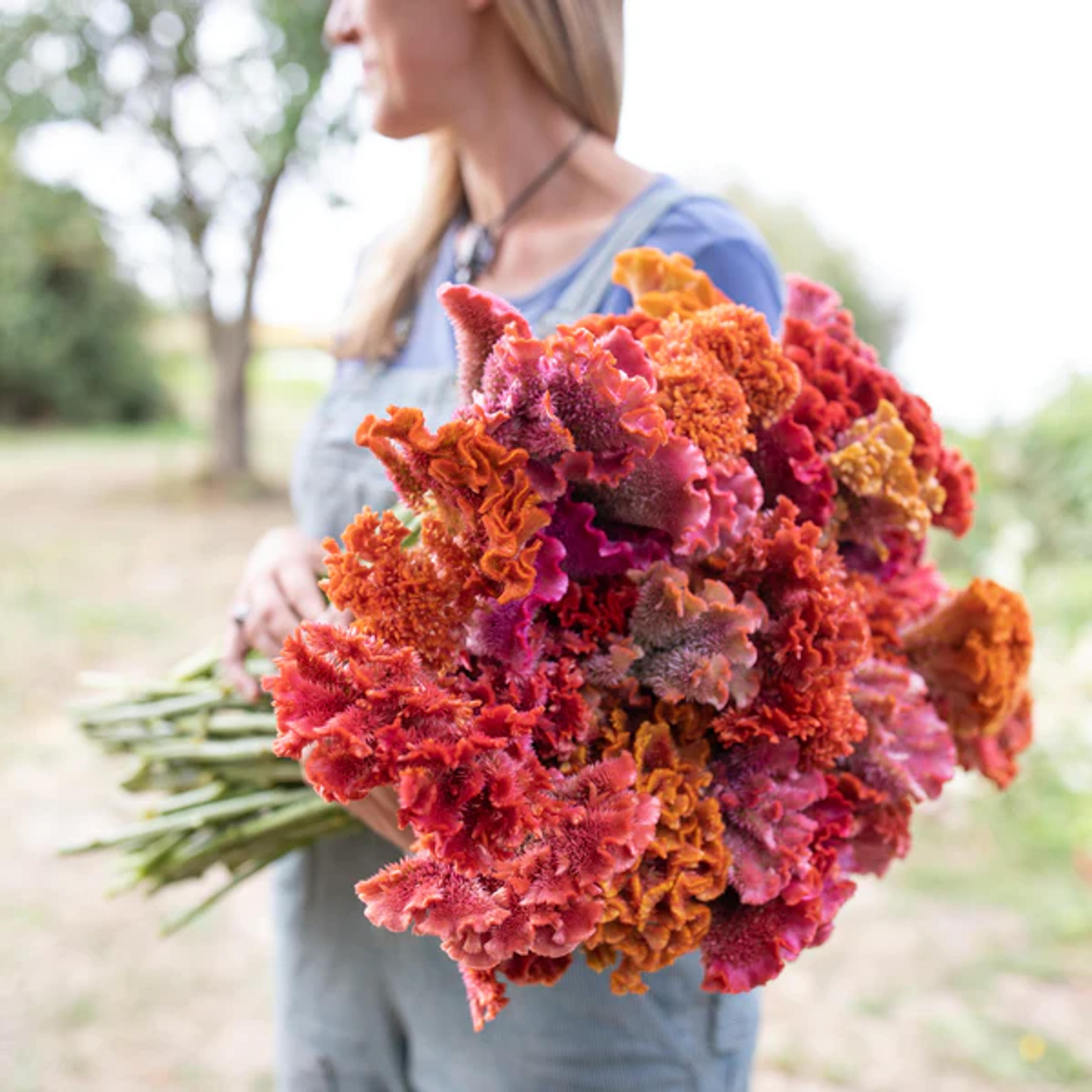 Celosia Coral Reef