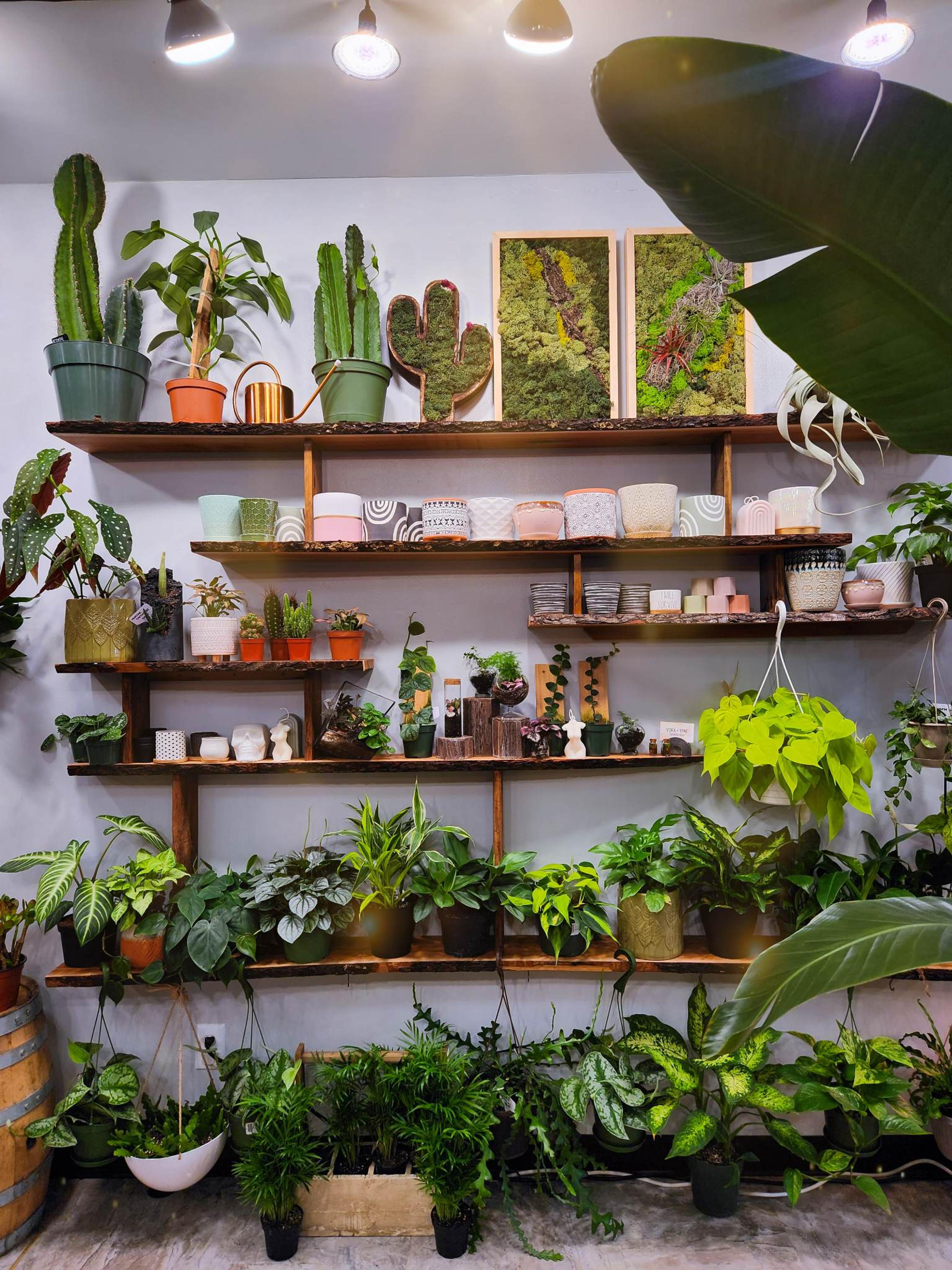 Terrarium Bar + Botanical Gift Shop