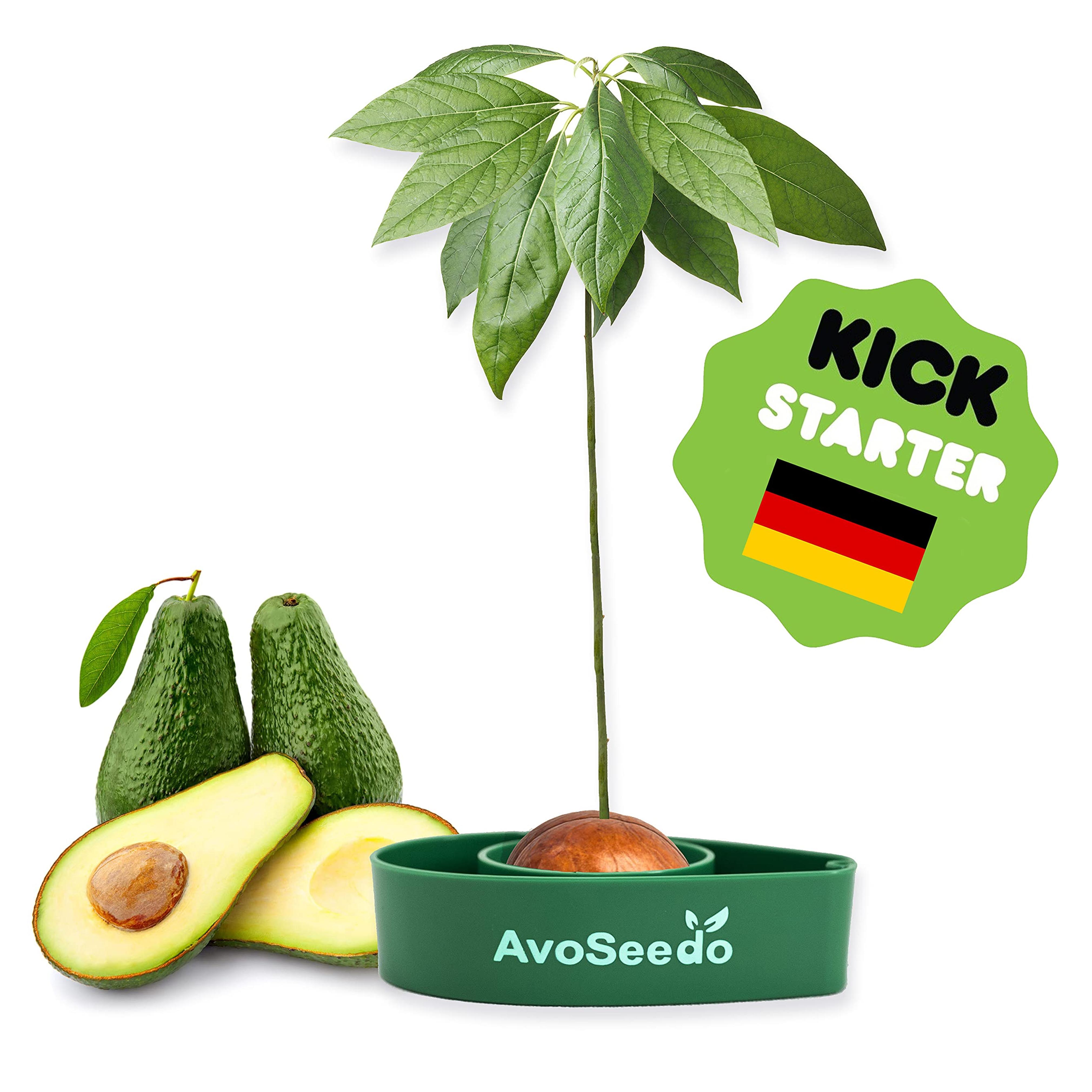 Amazon.com : AvoSeedo Avocado Tree Growing Kit, Green, Practical Gifts for Women, Mom, Sister & Best Friend, Plant Indoors with Novelty Pit Grower Boat & Kitchen Garden Seed Starter : Patio, Lawn & Garden