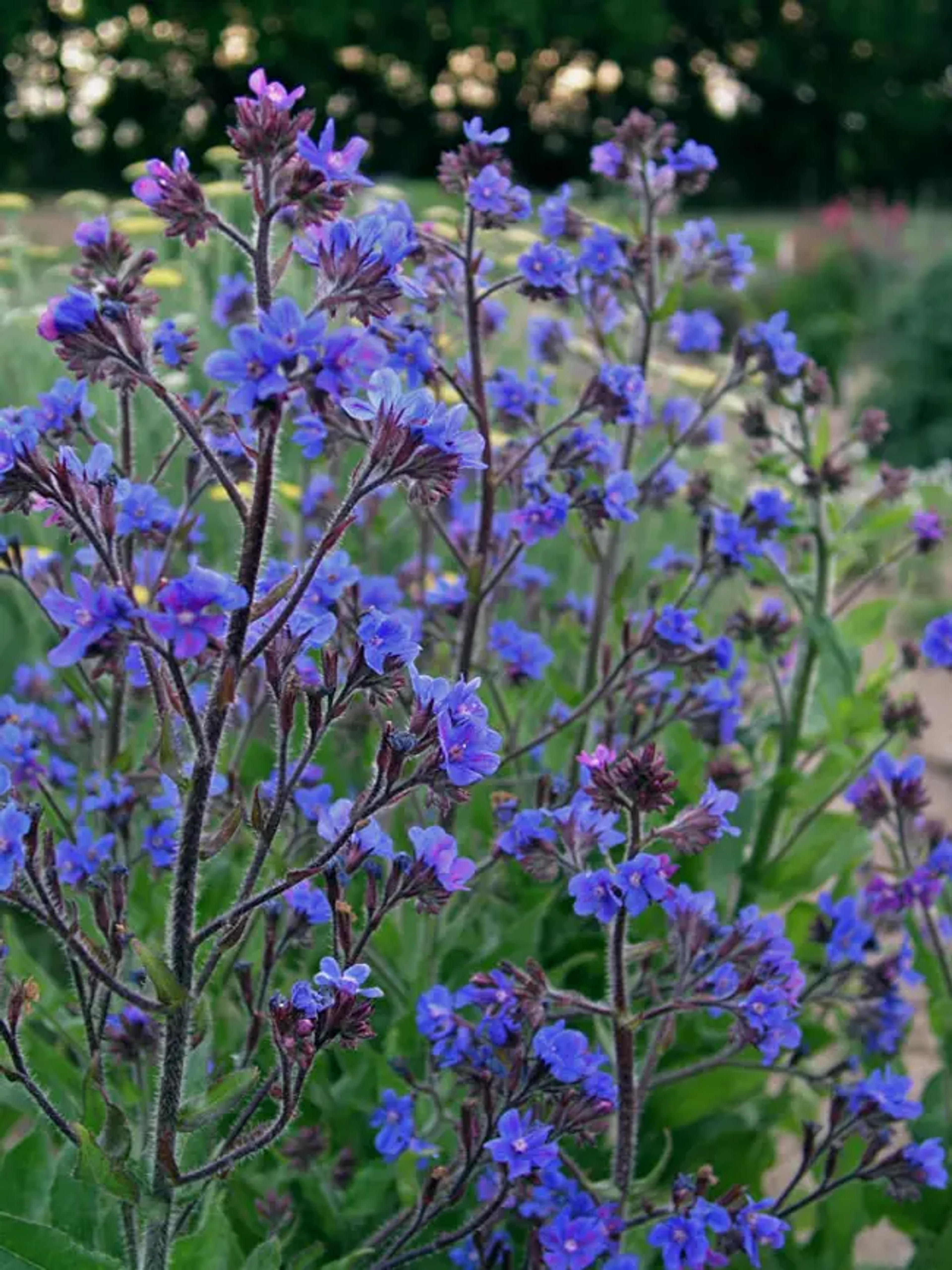 Anchusa Dropmore | Bluestone Perennials