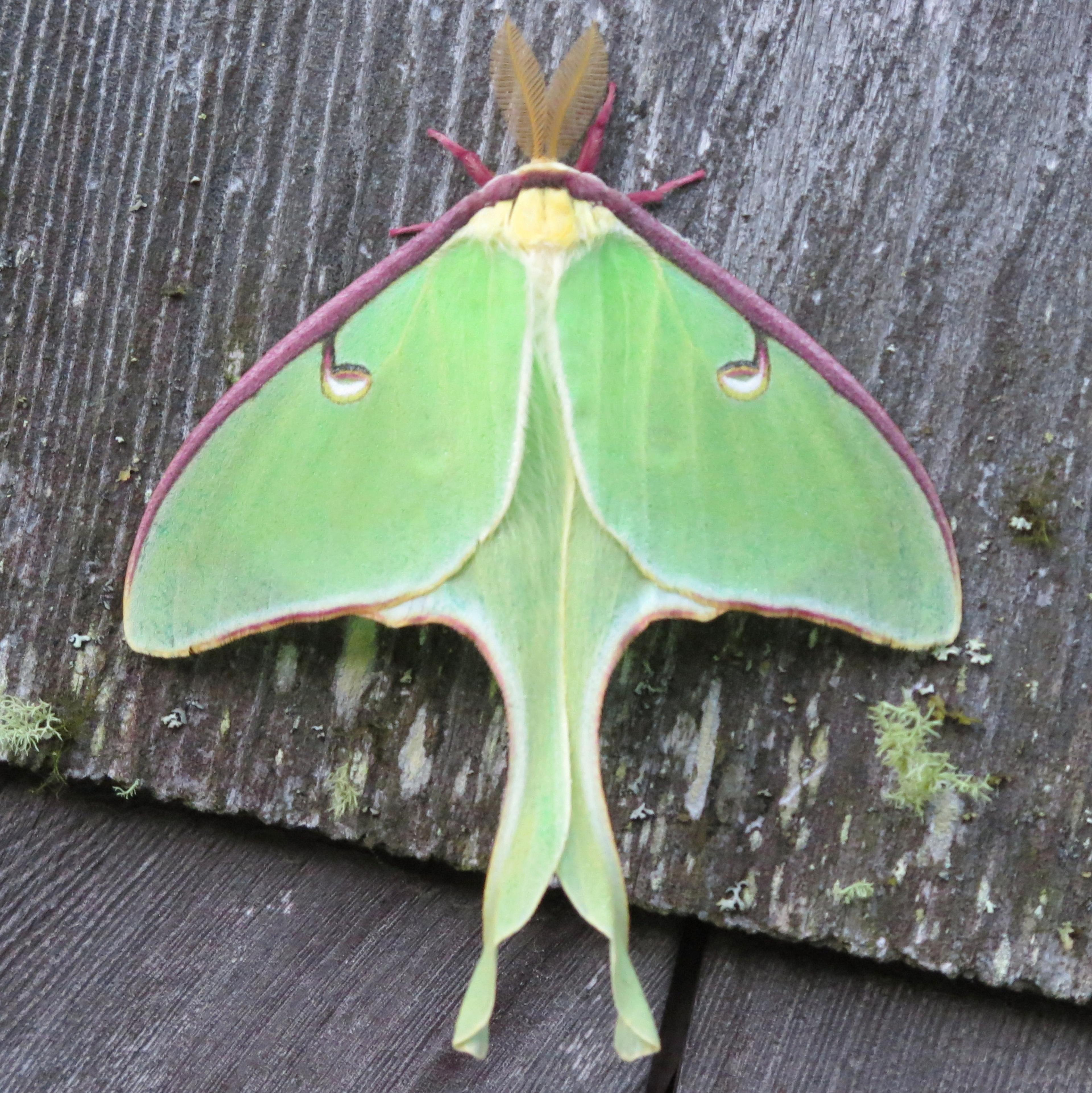 Actias_luna-male.jpg (2786×2789)