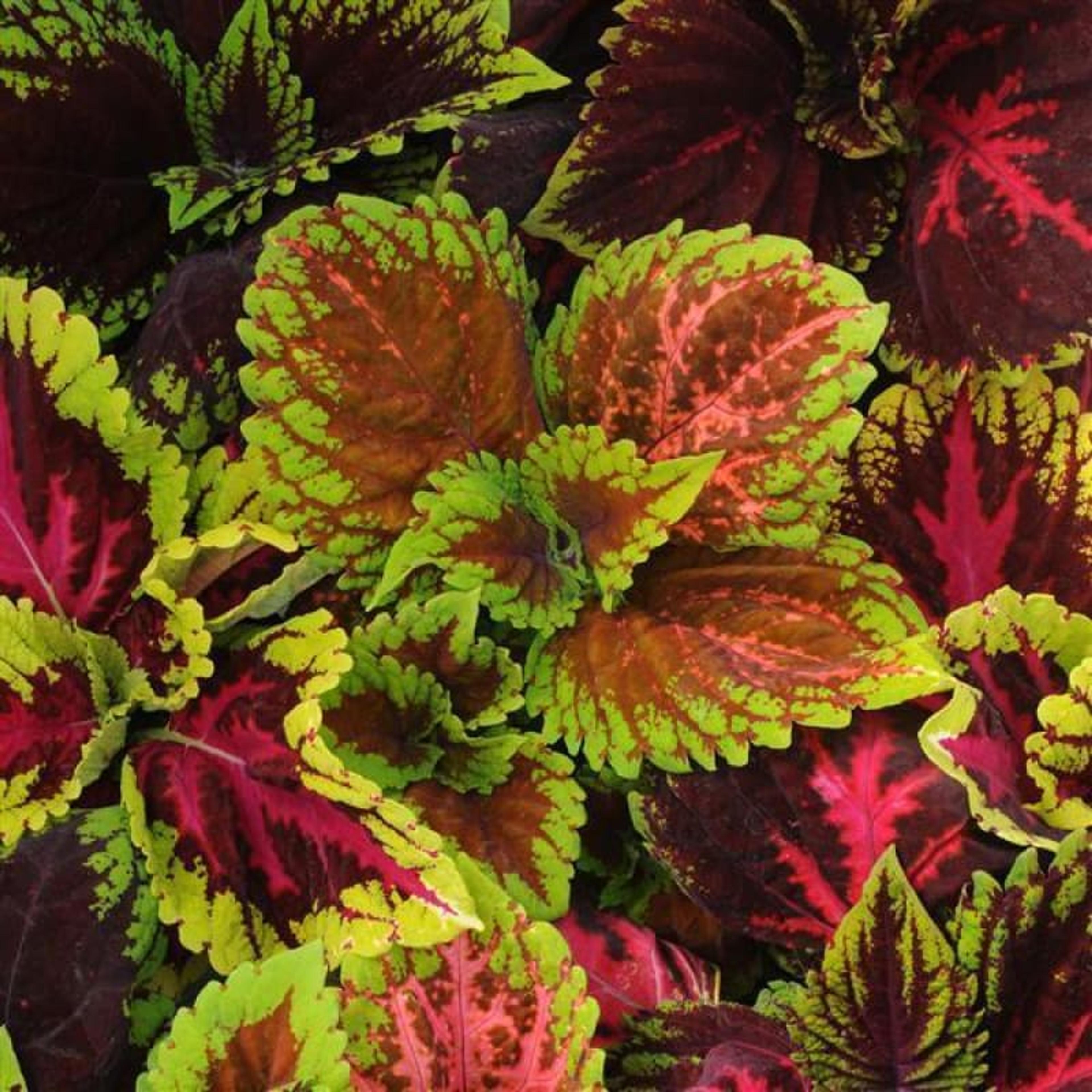 Kong Series Mix Coleus