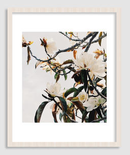 Magnolia Photo Art Print