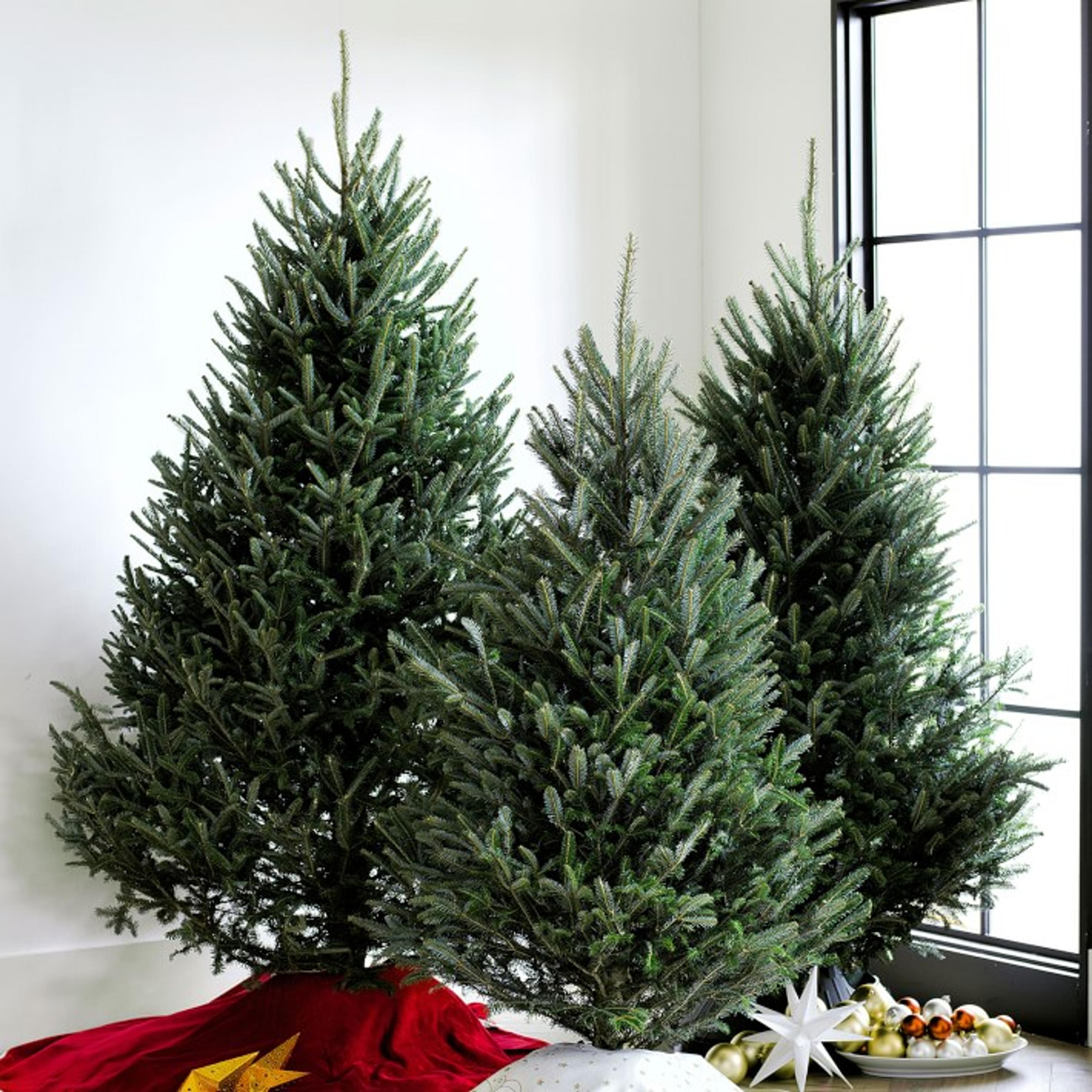 Live Blue Ridge Mountain Christmas Tree, 3'-9' | Williams Sonoma