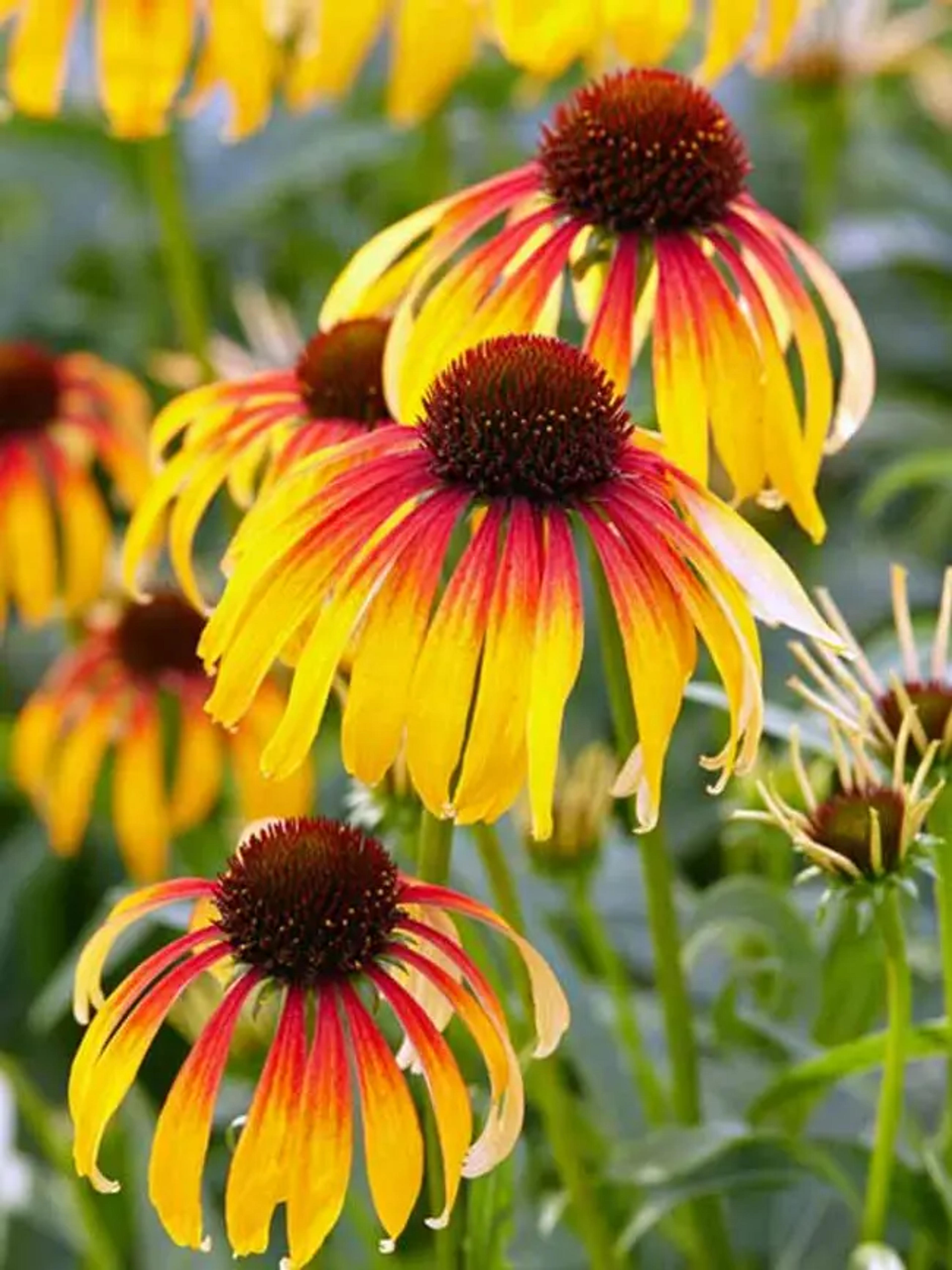 Echinacea Fiery Meadow Mama | Bluestone Perennials