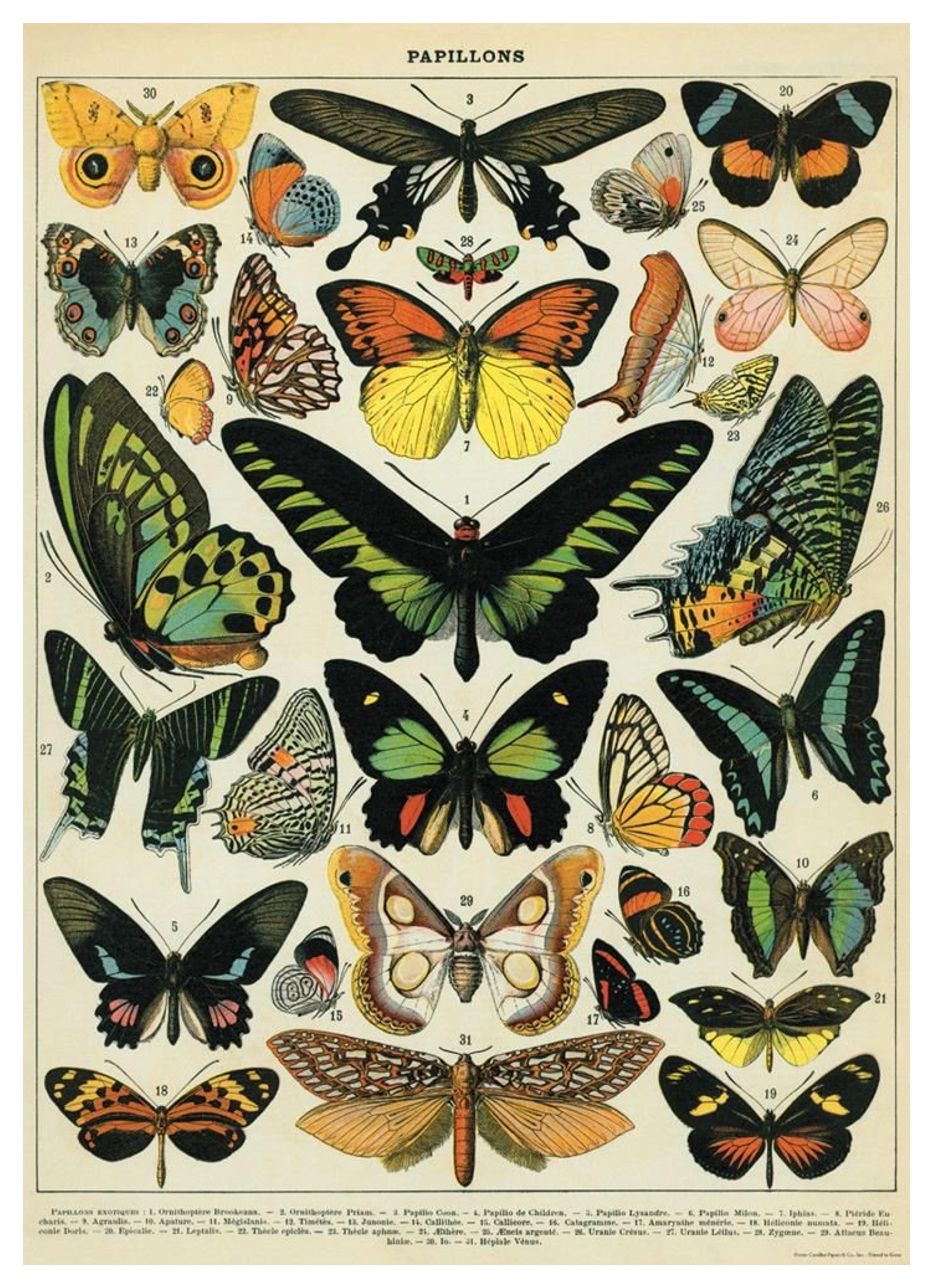 (20x28) Natural History Butterflies Decorative Decoupage Vintage Style Paper Poster Print