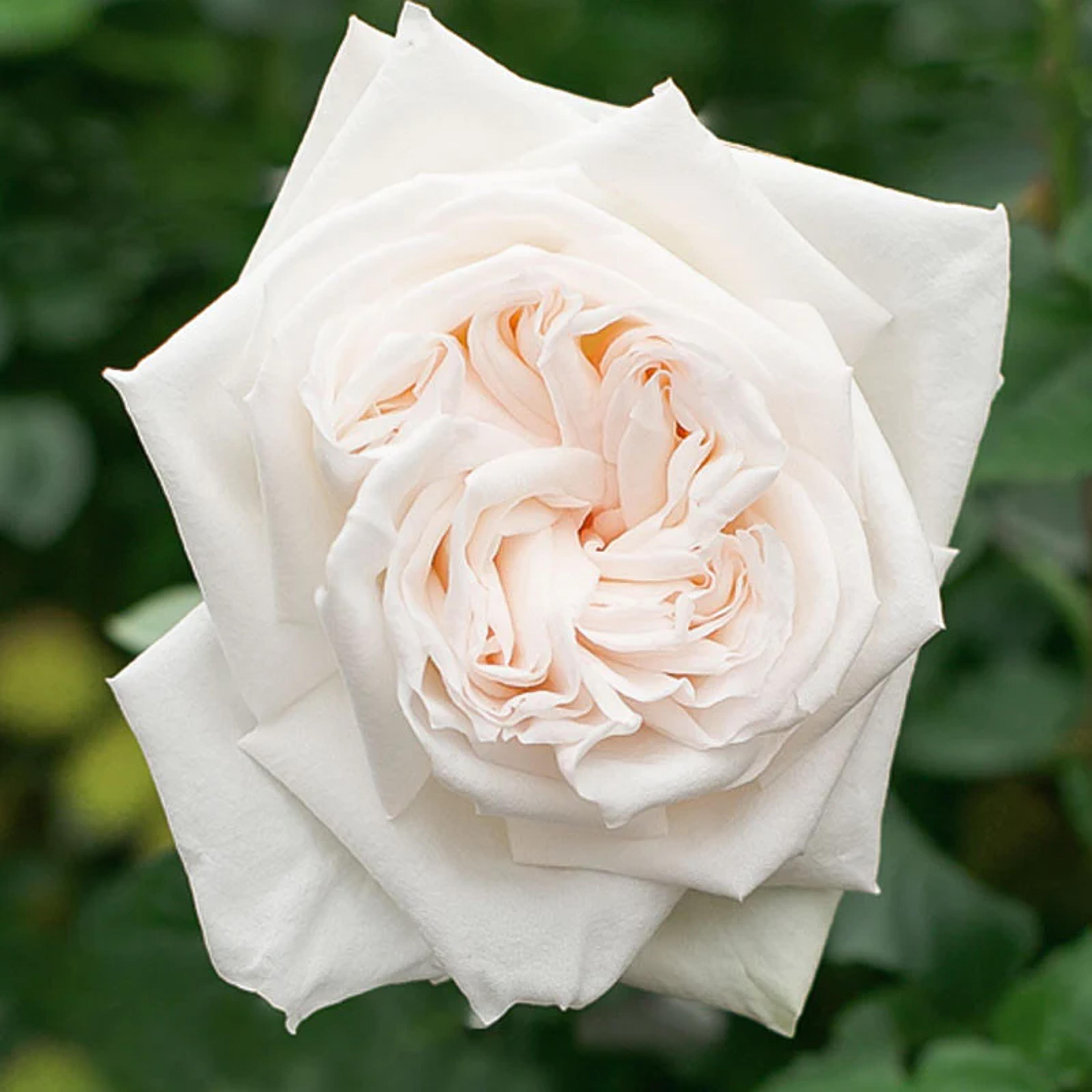 White O'Hara® Rose Bush | Grace Rose Farm – Grace Rose Farm (Rose Bushes)