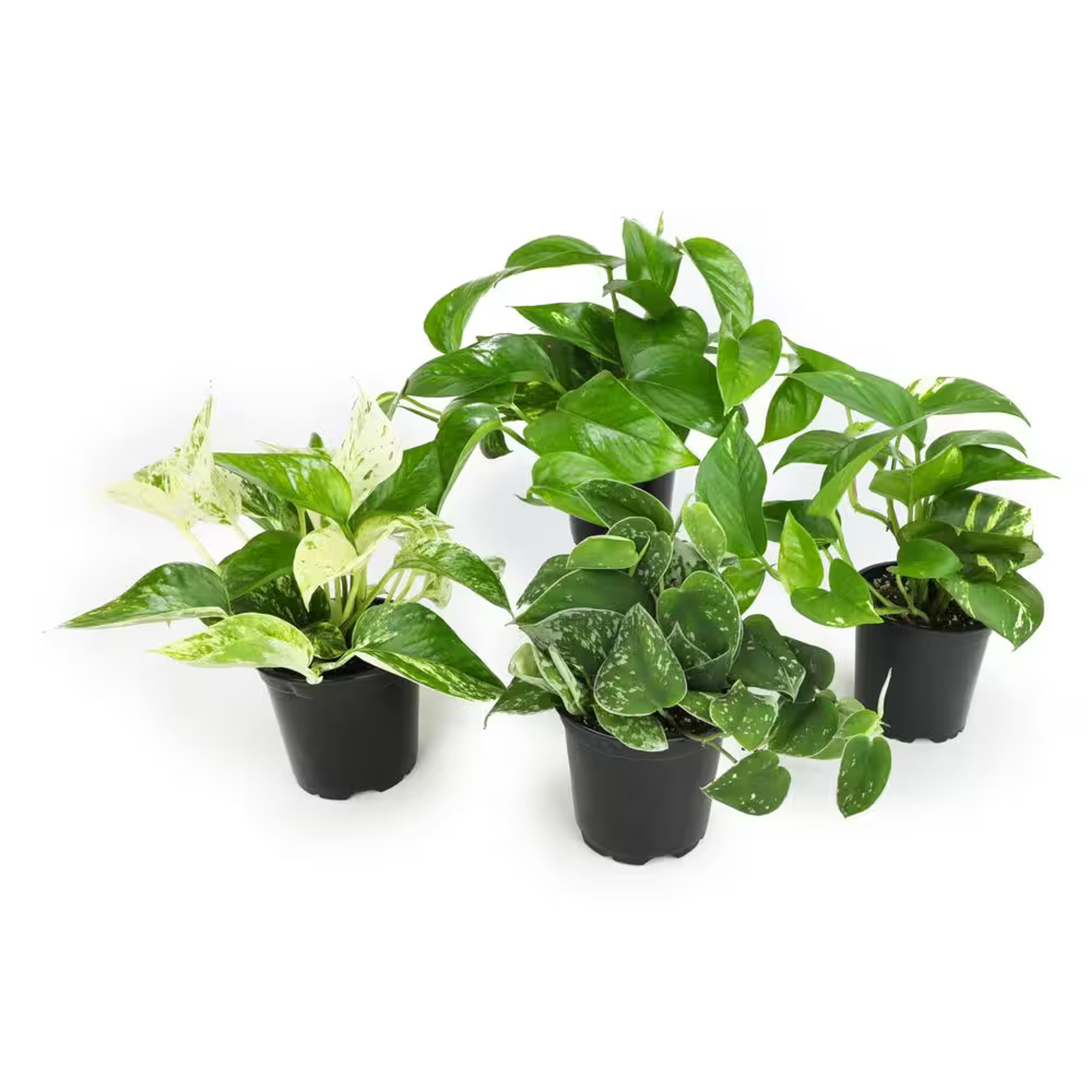 ALTMAN PLANTS 4.25 in. Pothos. Asst (4-Pack) 0872700 - The Home Depot