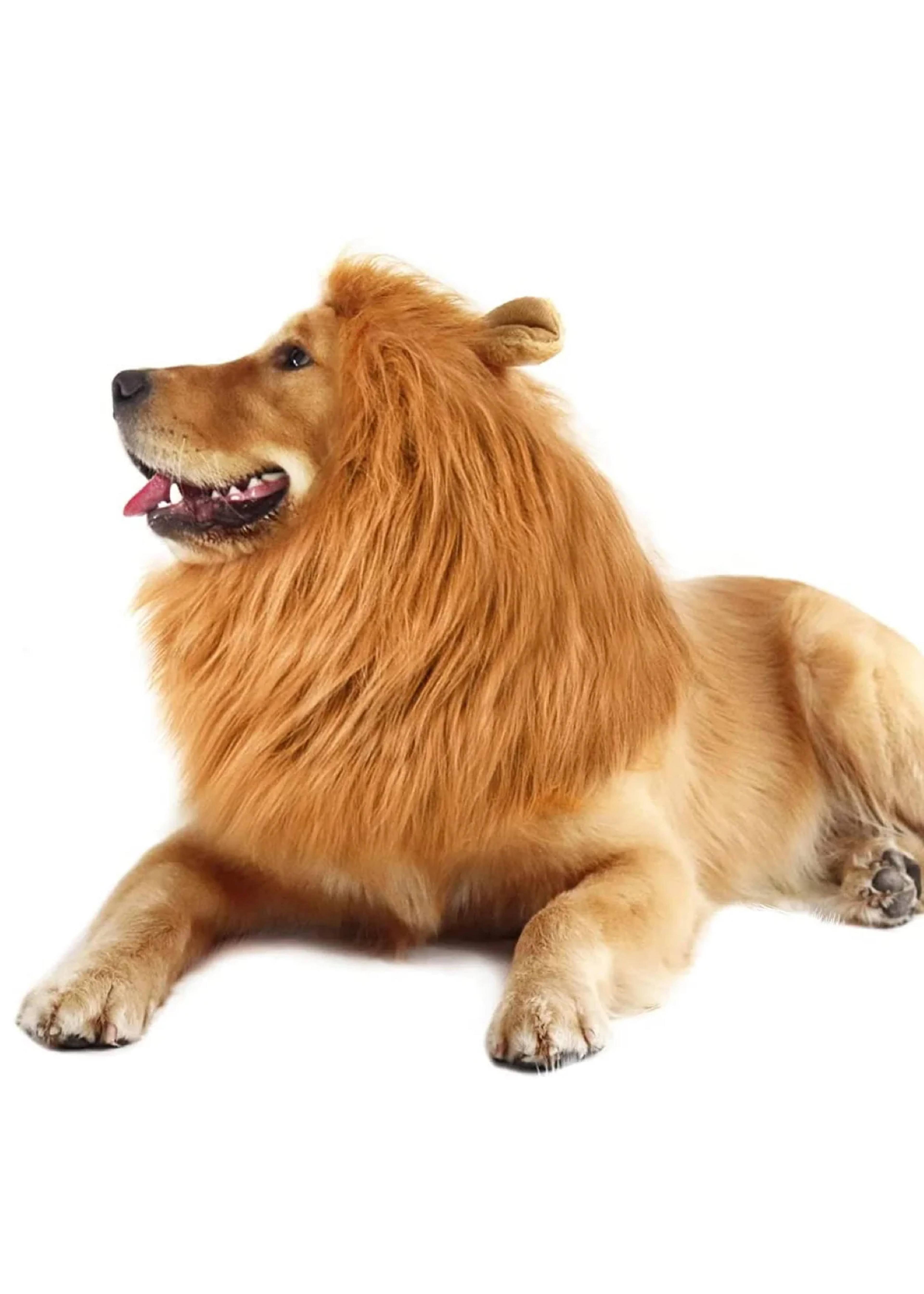 Lion Mane Dog Costume – Paris Hilton Shop