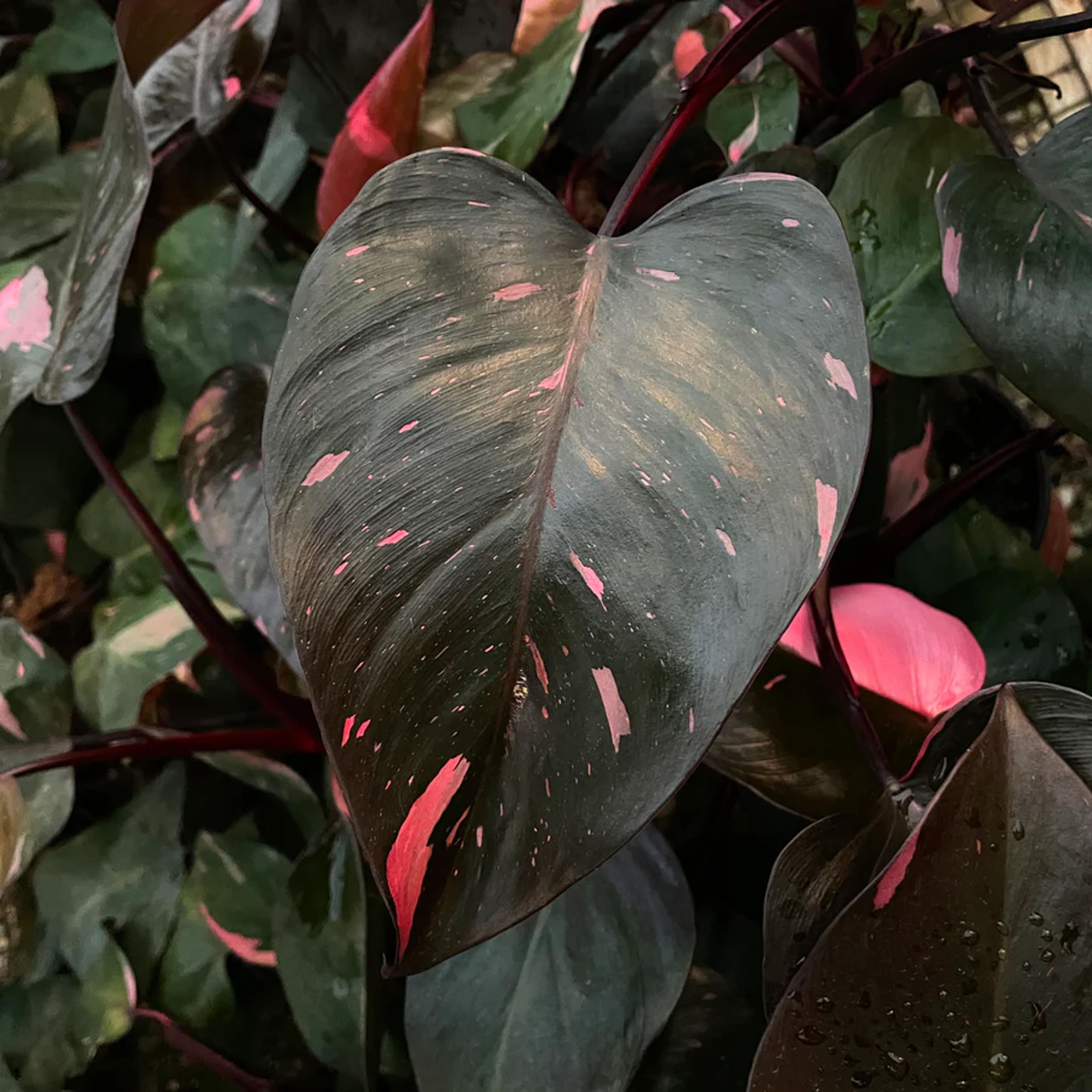 Philodendron 'Pink Princess' - 5.5" Pot (NON TC) – Steve's Leaves